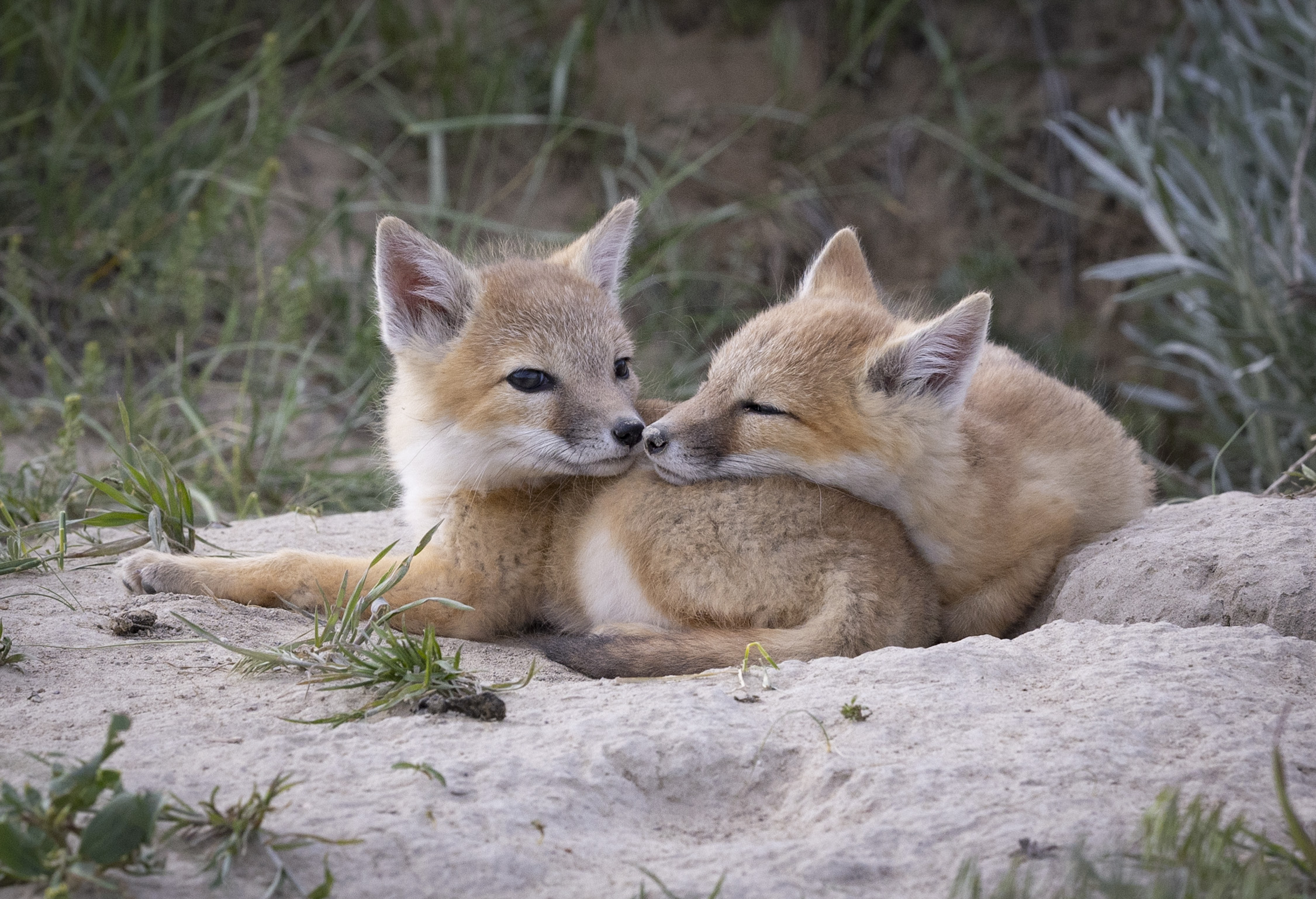 Snuggled Fox Kits - B