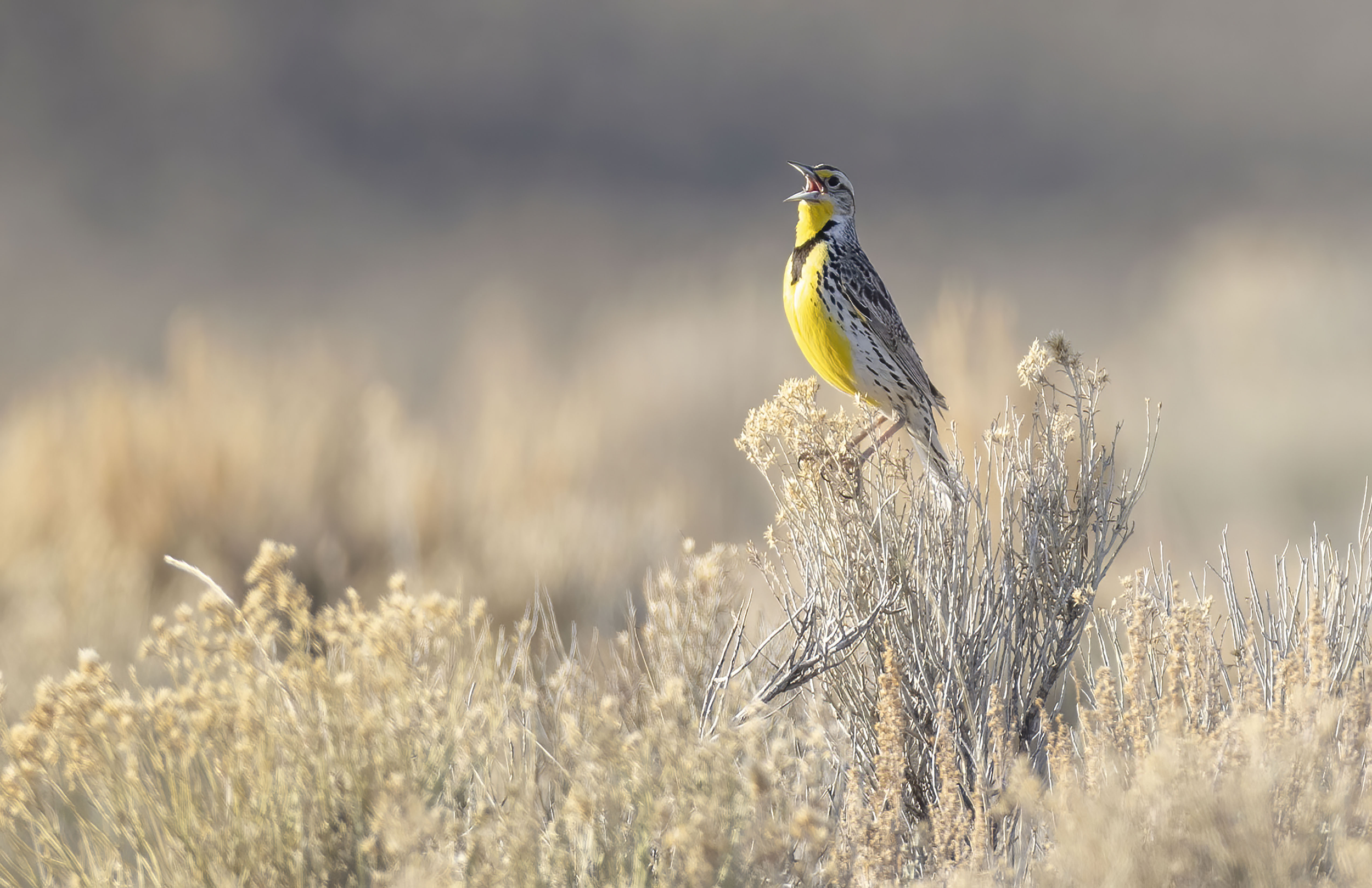 Meadowlark Singing in a Field