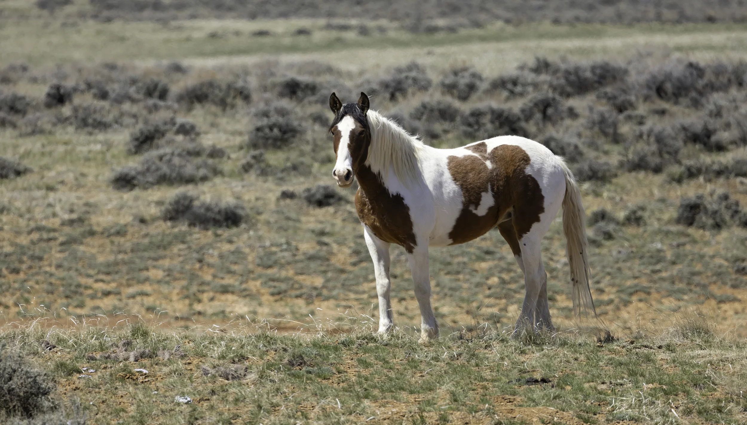 Brown and white wild horse