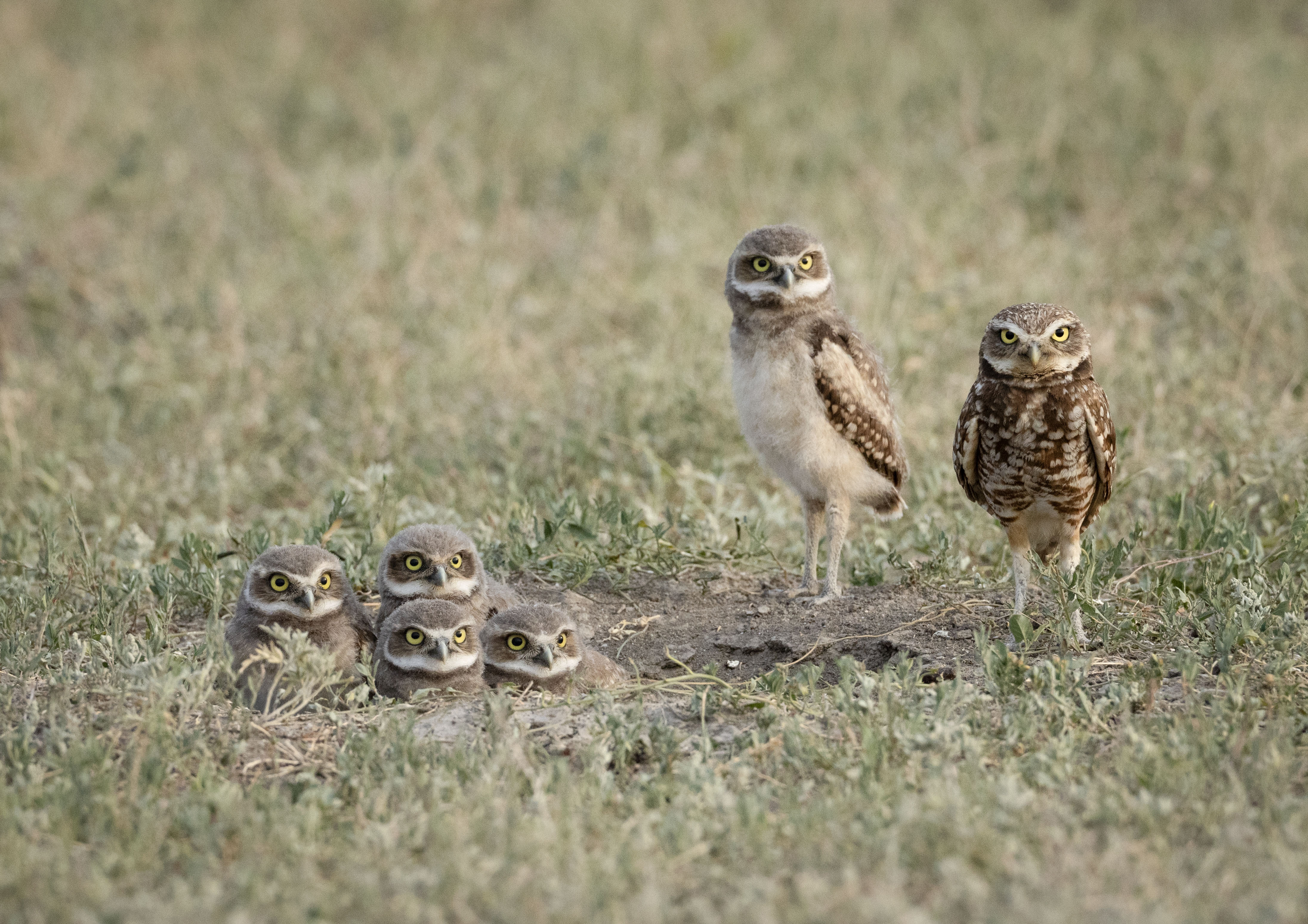 Burrowing Owls - C