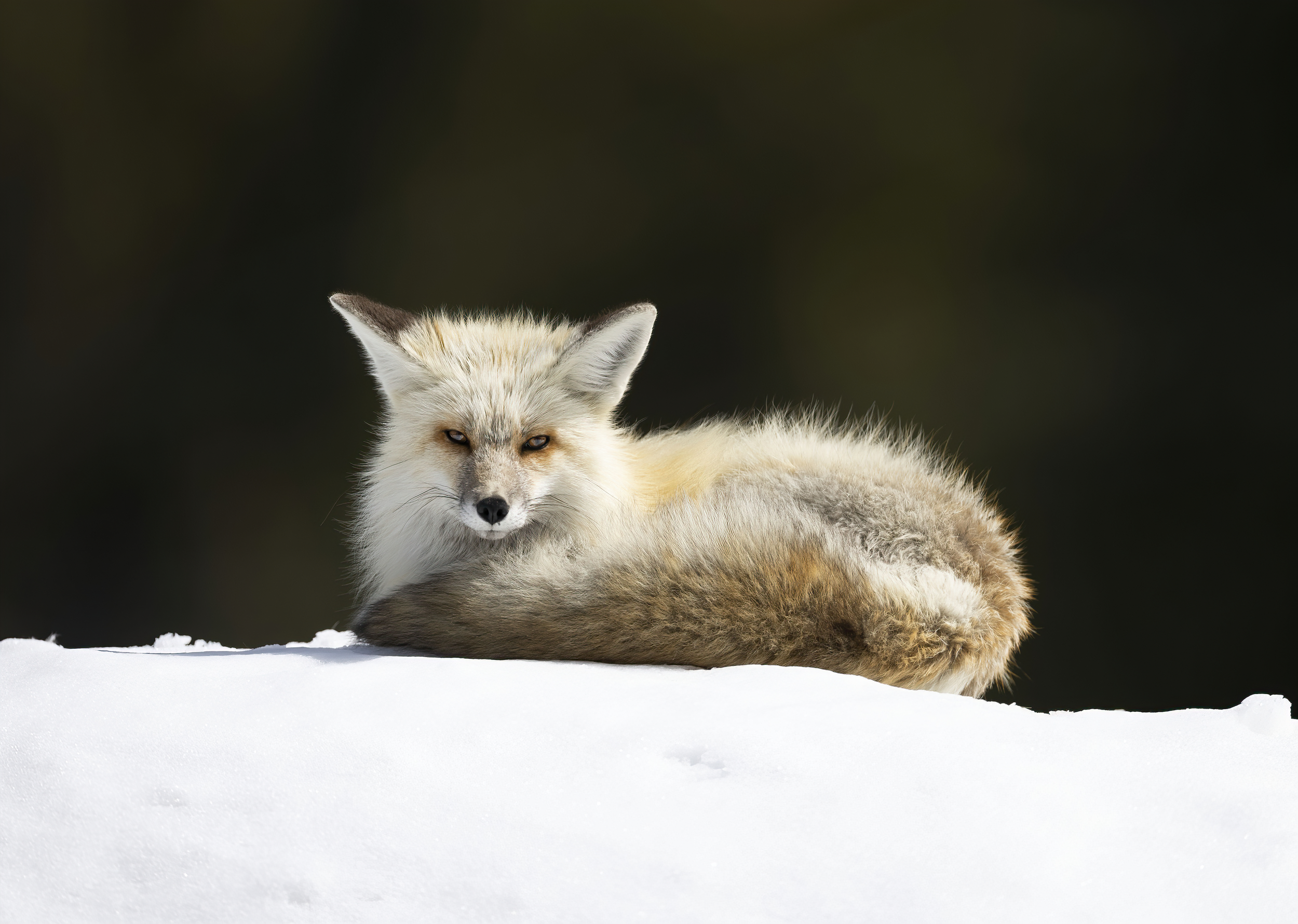 Fox Curled up on Snow