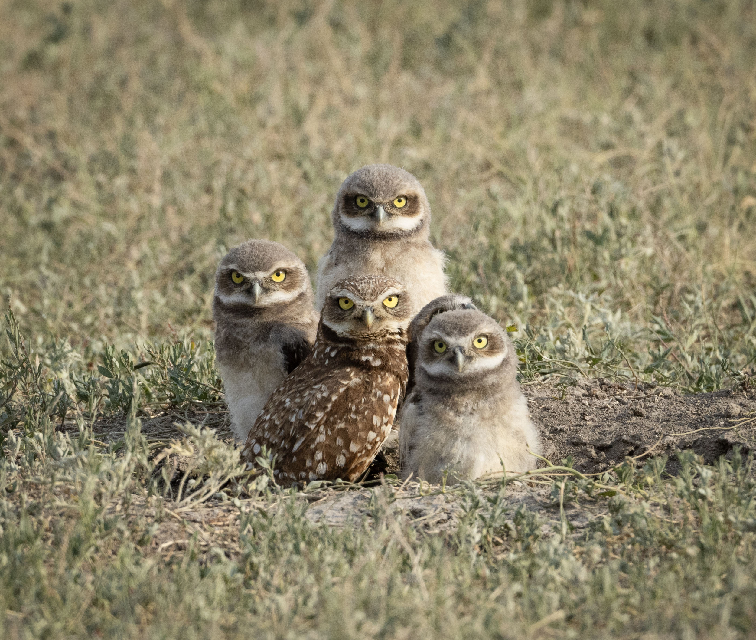 A group of owls sitting on the ground in a grassy area with a blurred background.