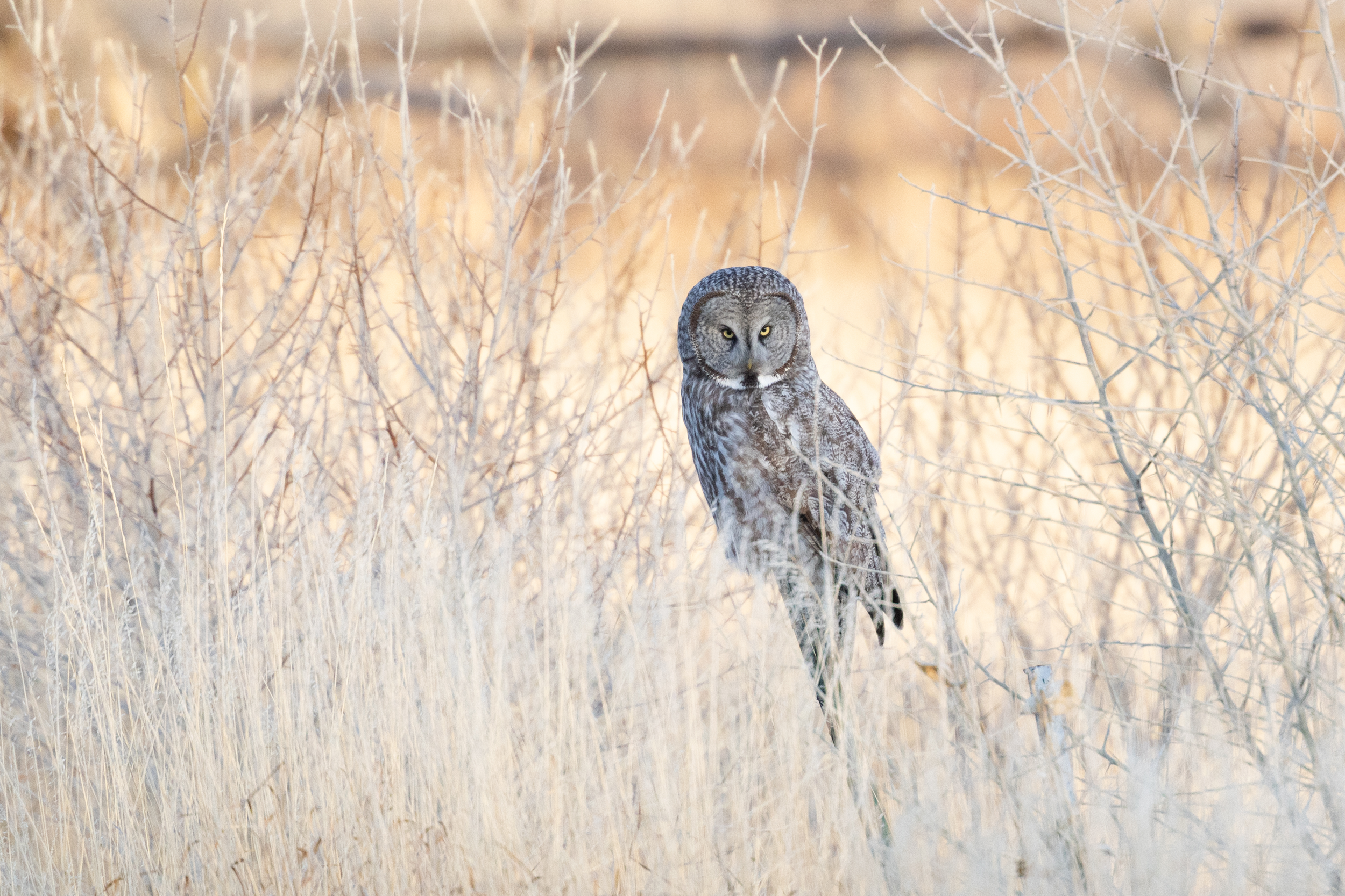 Owl in a Field - A
