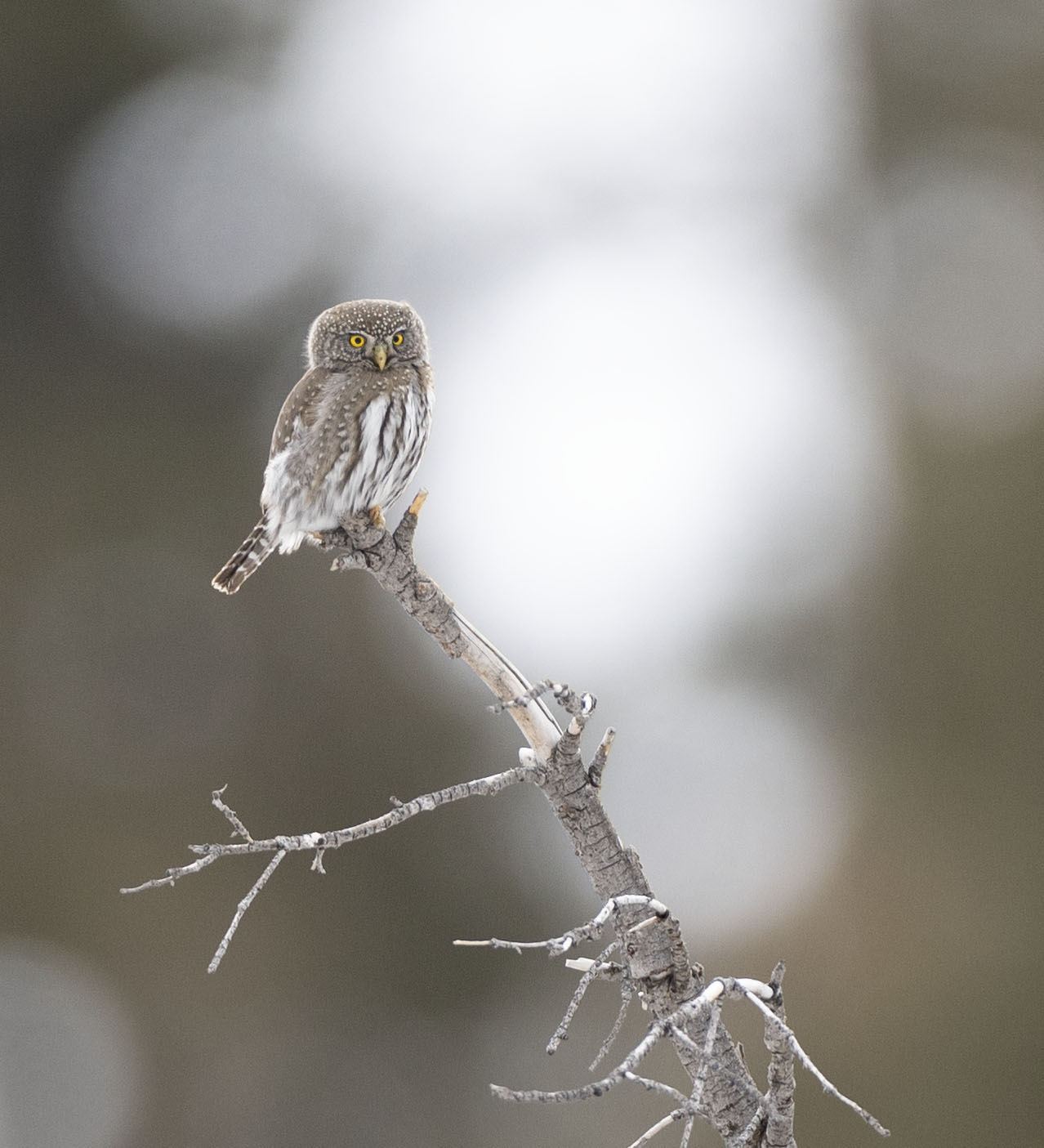 Owl on a Branch - B