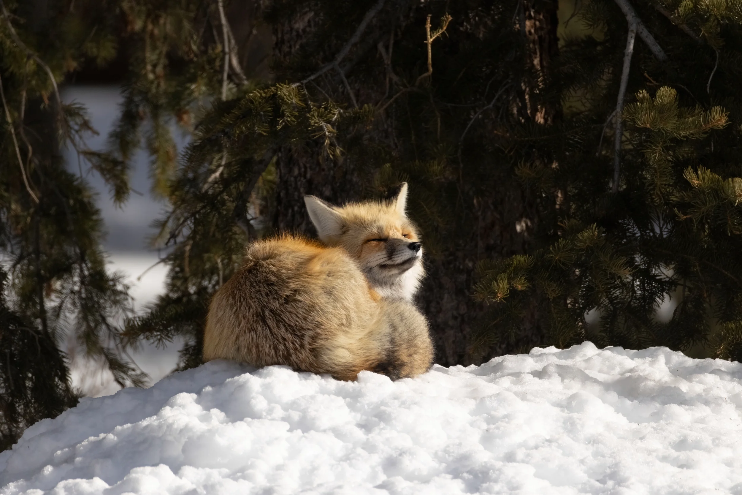 Fox in the Sun and Snow