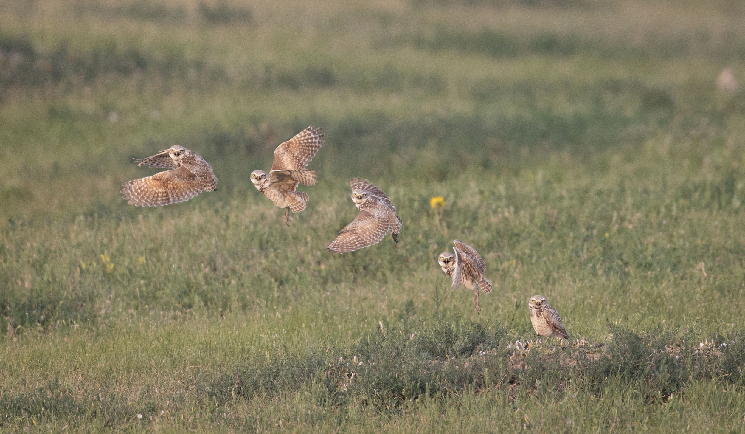 Wings of the Wild