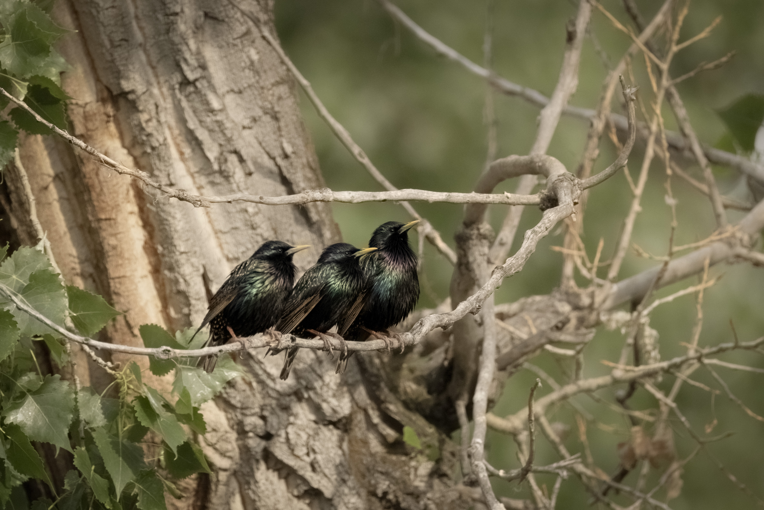 Starlings Perched on a Branch