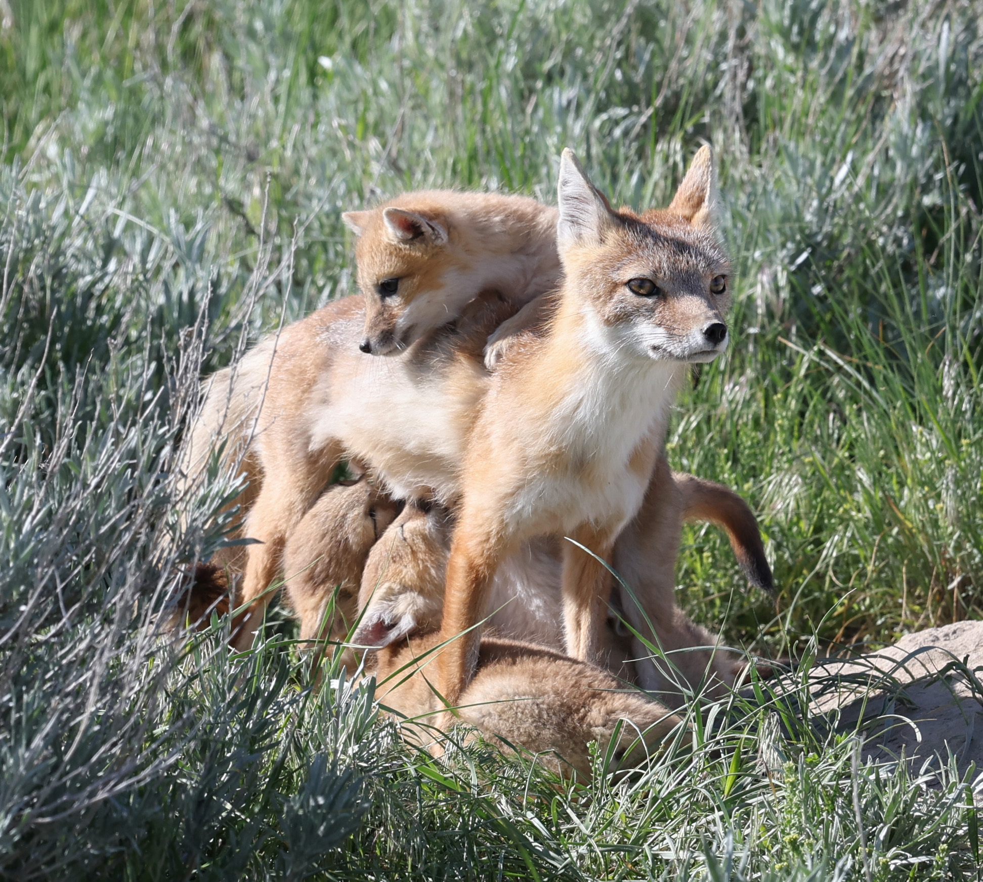 Fox Vixen with Kits - B