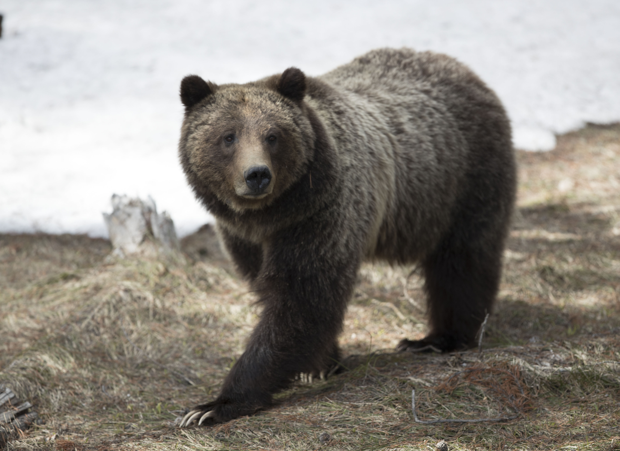 Grizzly Bear in Winter