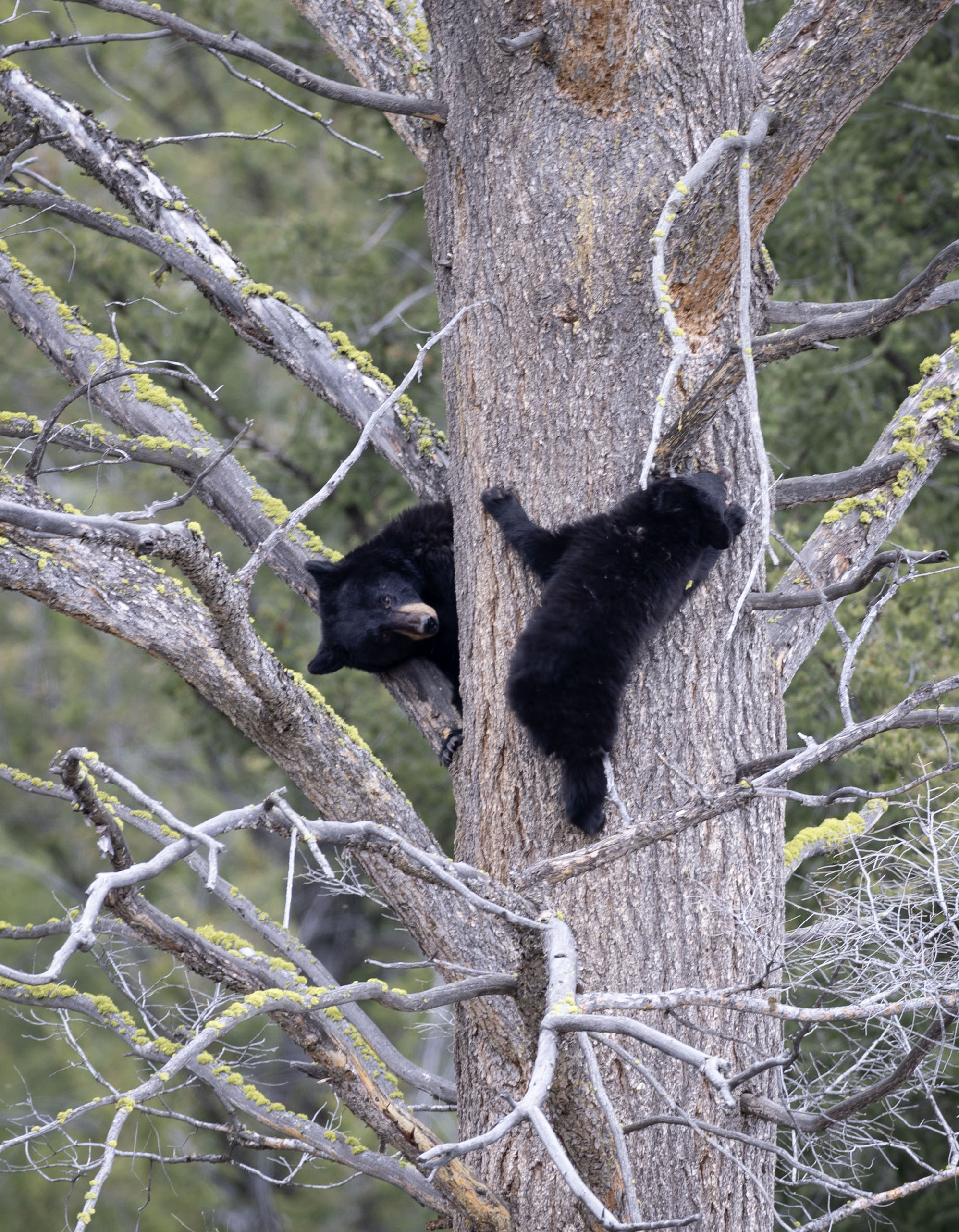 Black Bear Cubs in a Tree