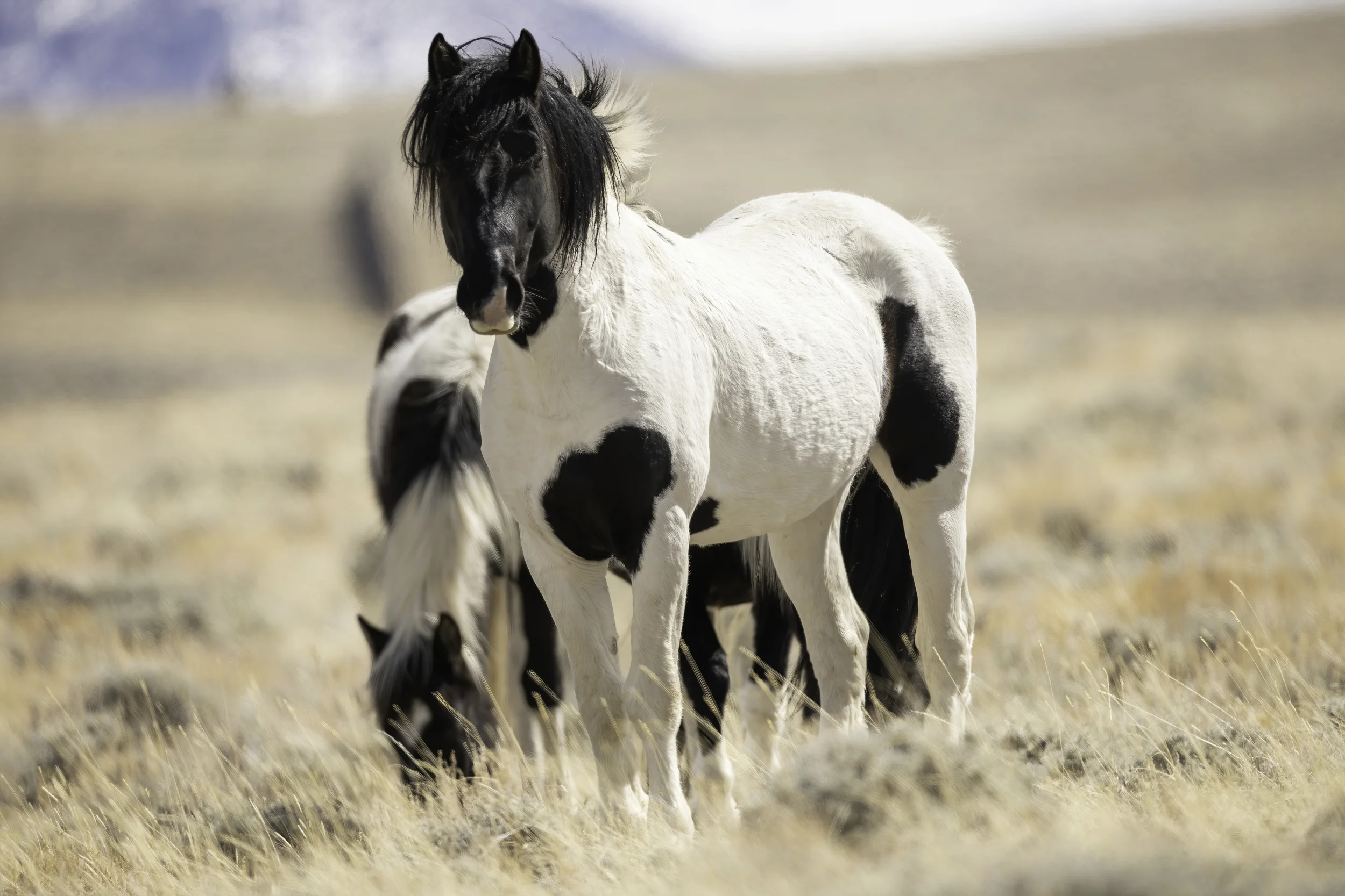 Two white and black wild horses