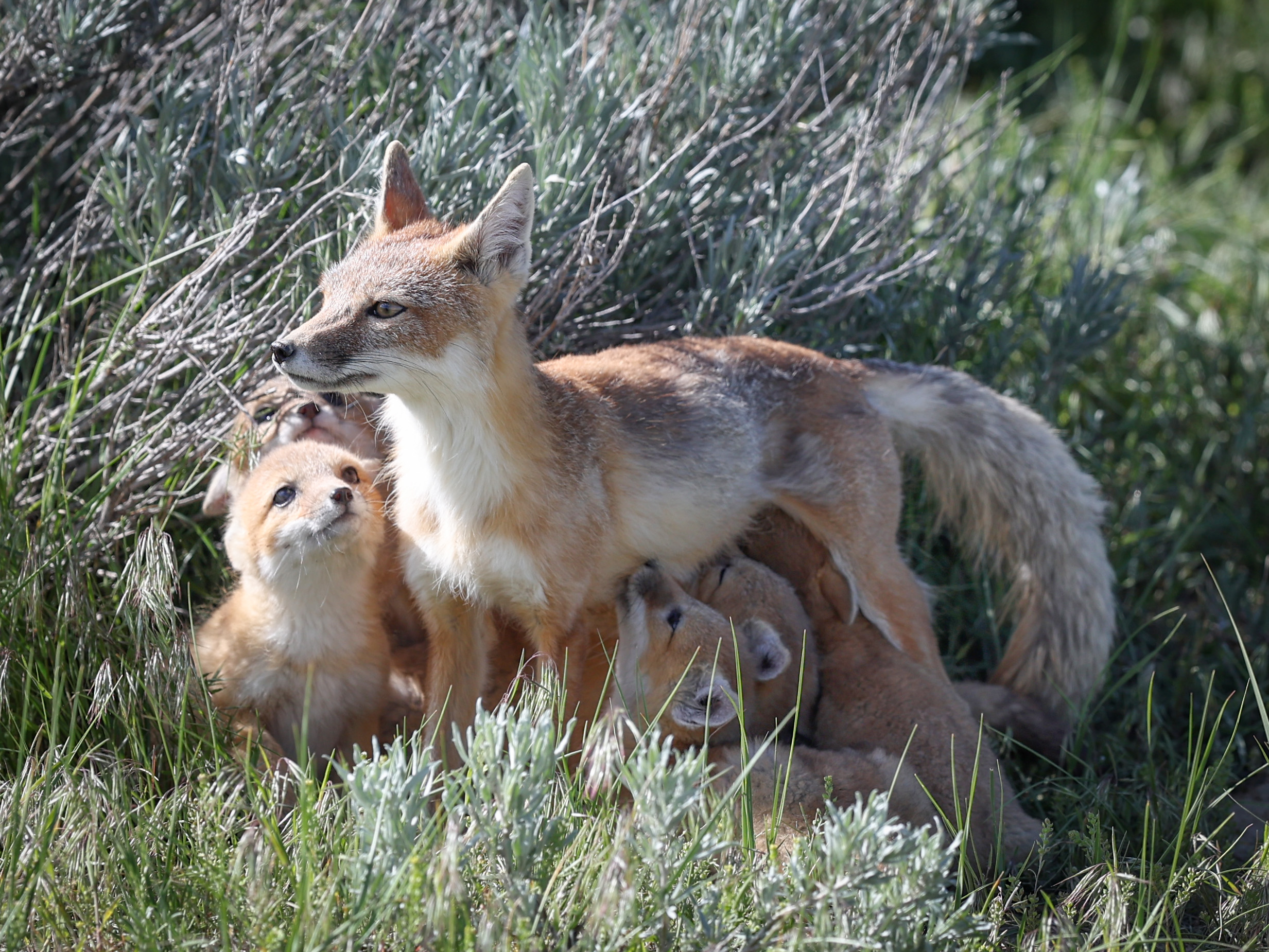 Fox Vixen with Kits - A