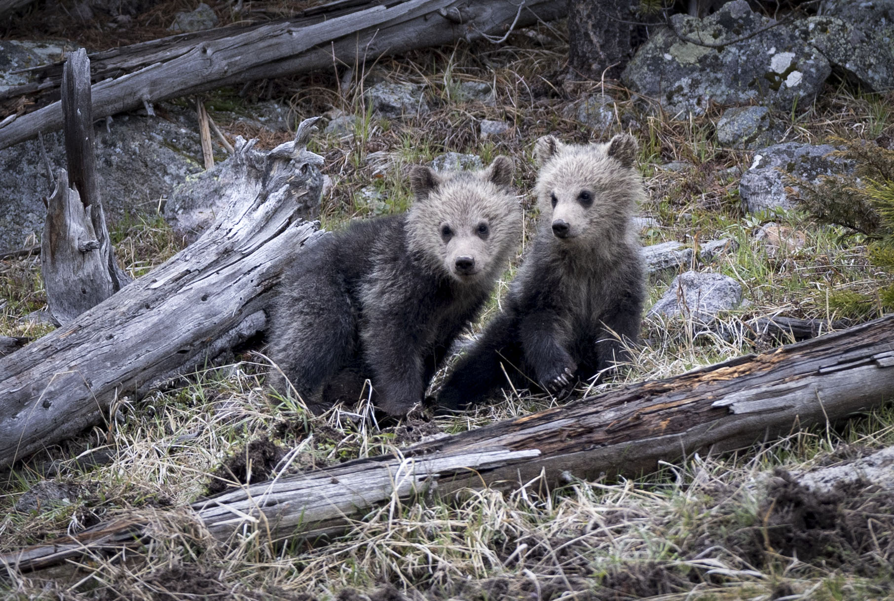Two Bear Cubs