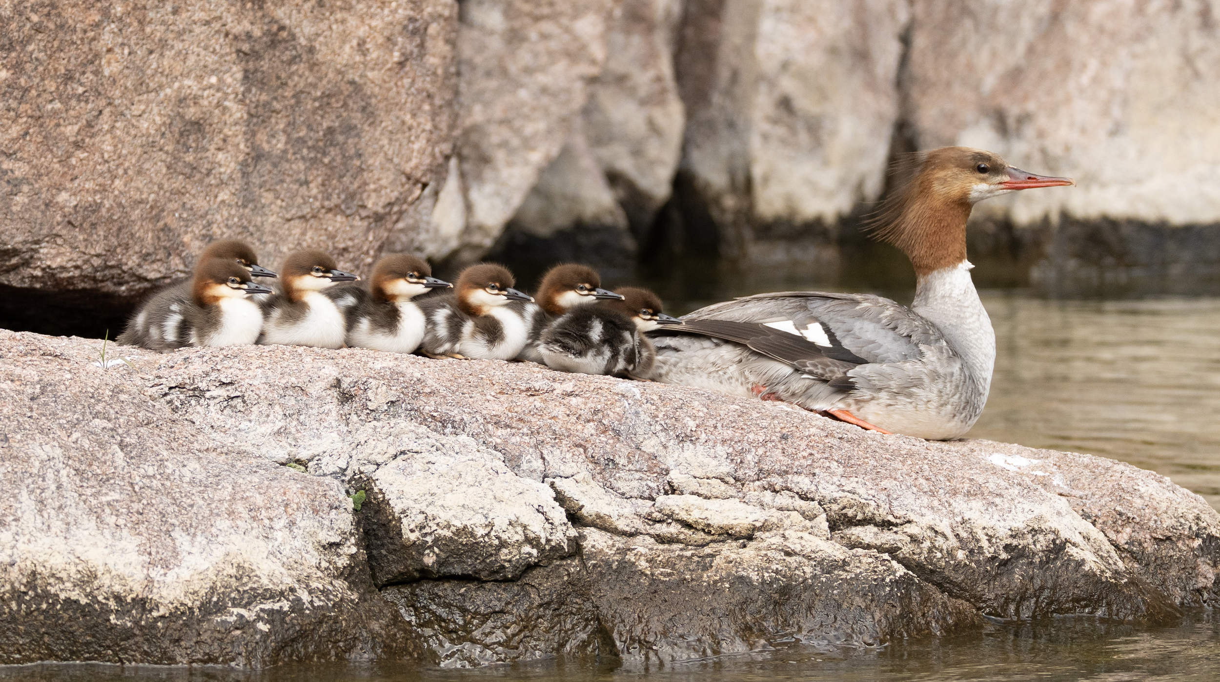 Mama Duck with Ducklings