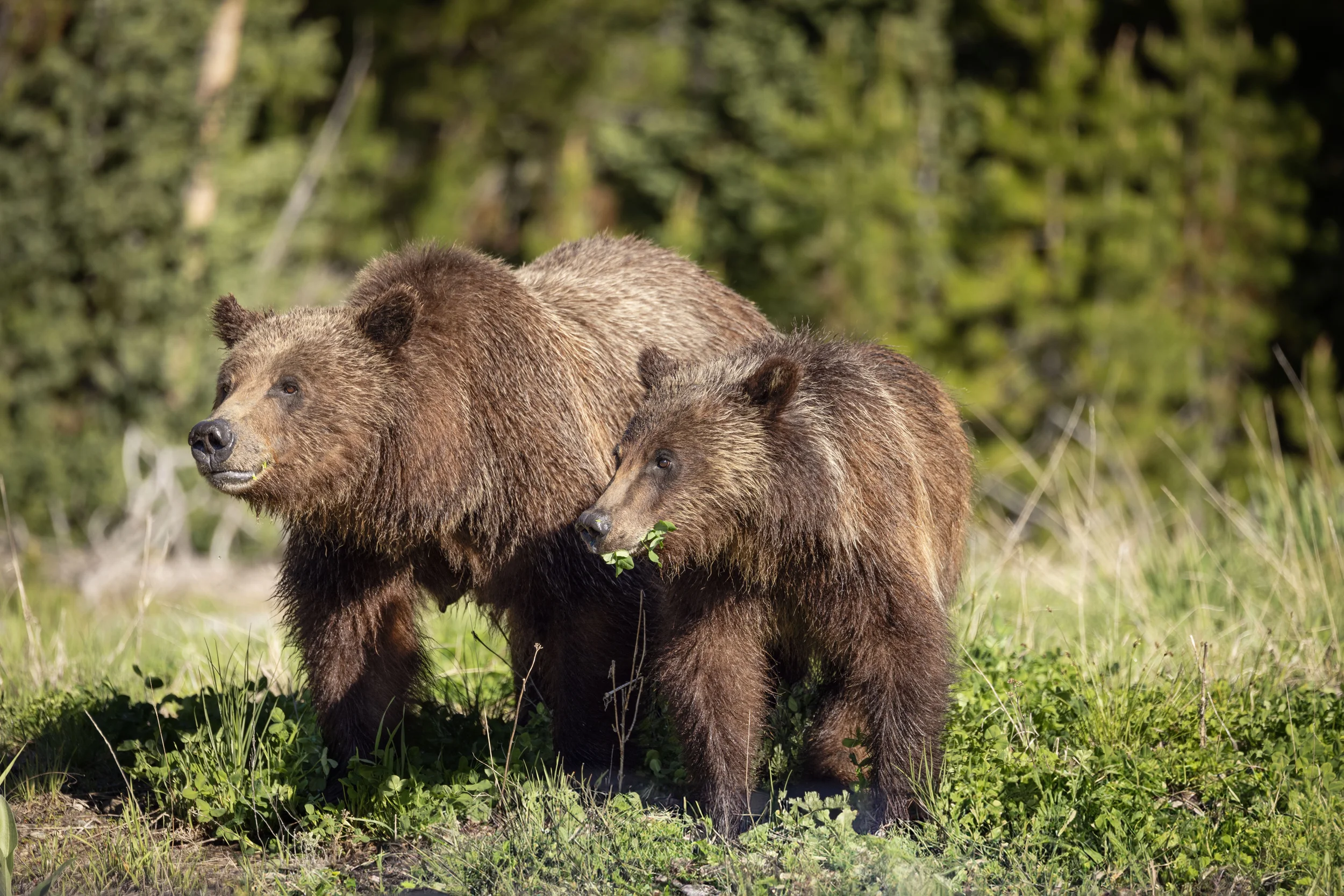 Two Grizzly Bears