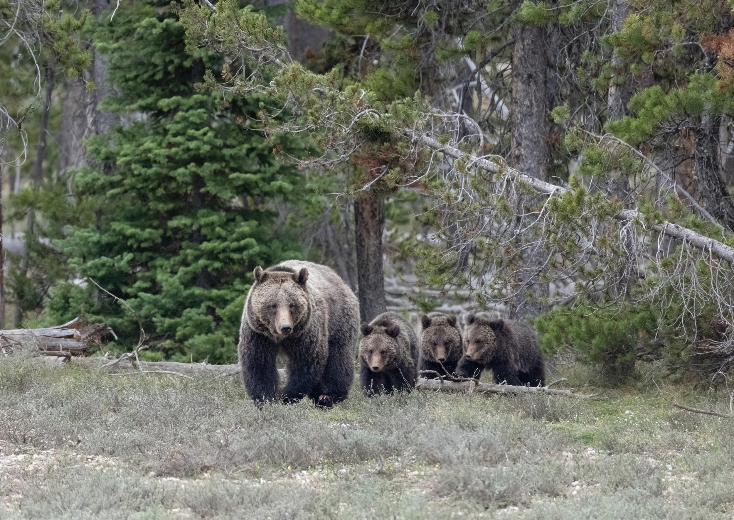 Mother Bear with a Trio of Cubs