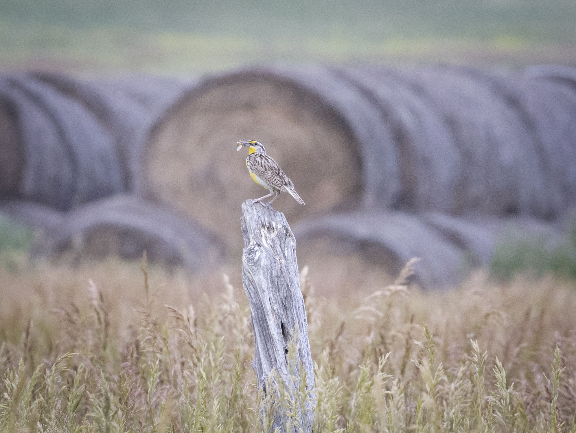 Bird in a Field Near Haystack