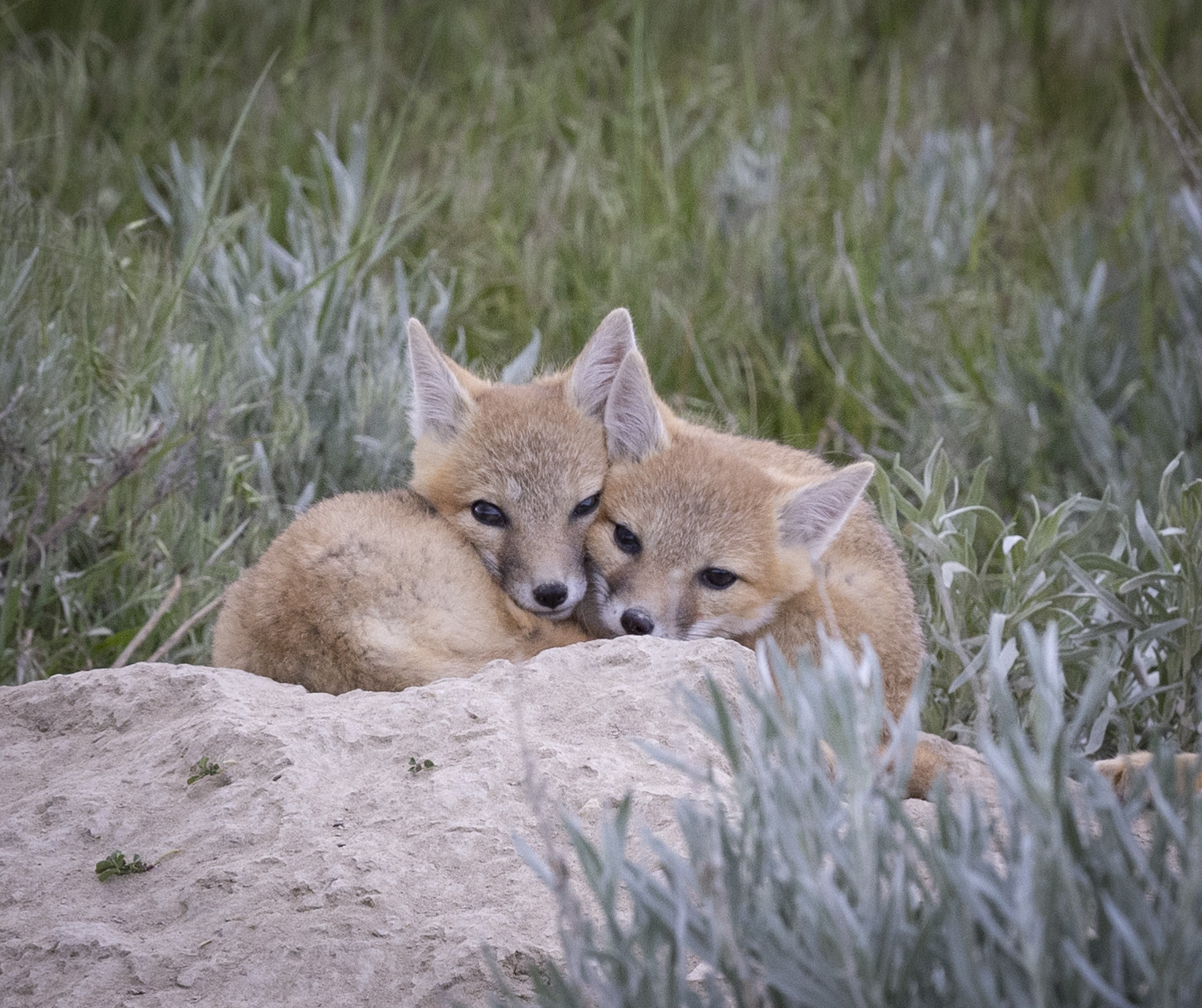 Snuggled Fox Kits - C