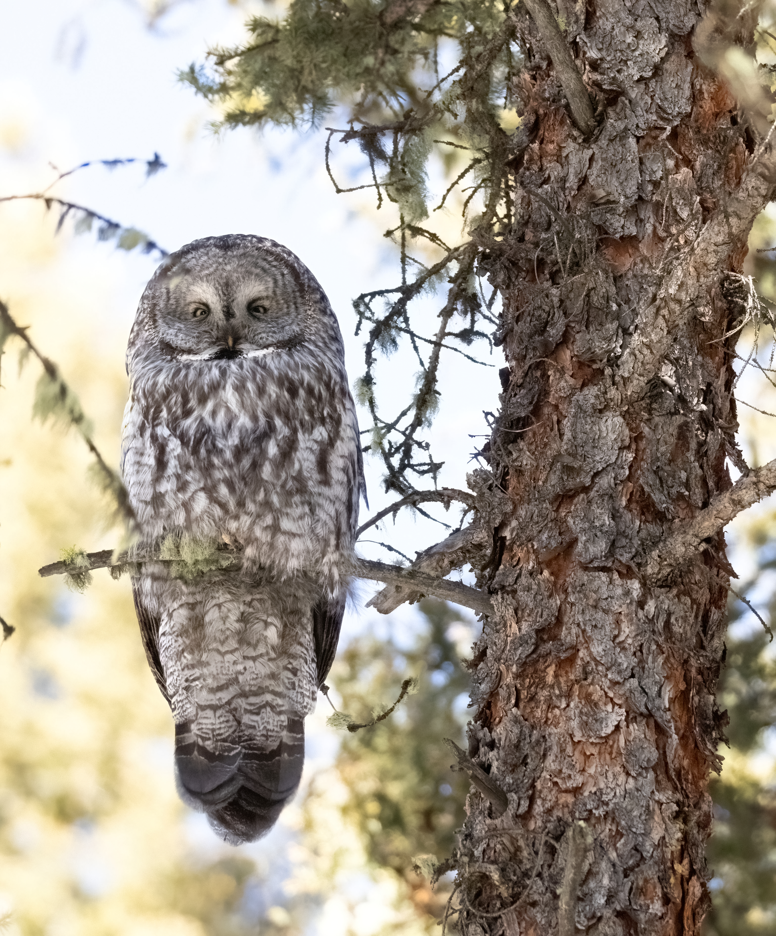 Owl in a Tree - B
