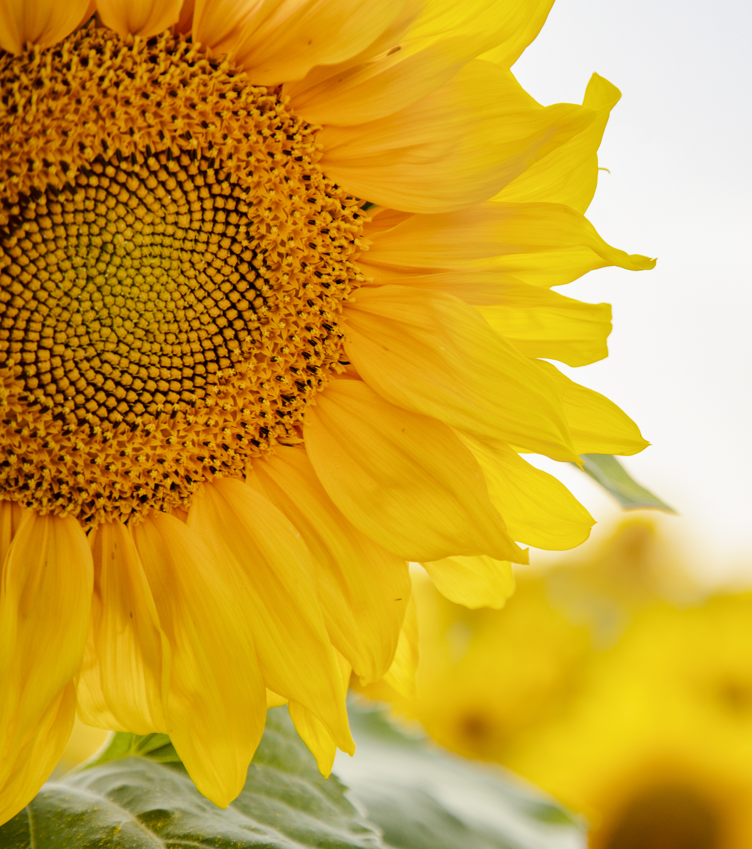 Sunflower Closeup