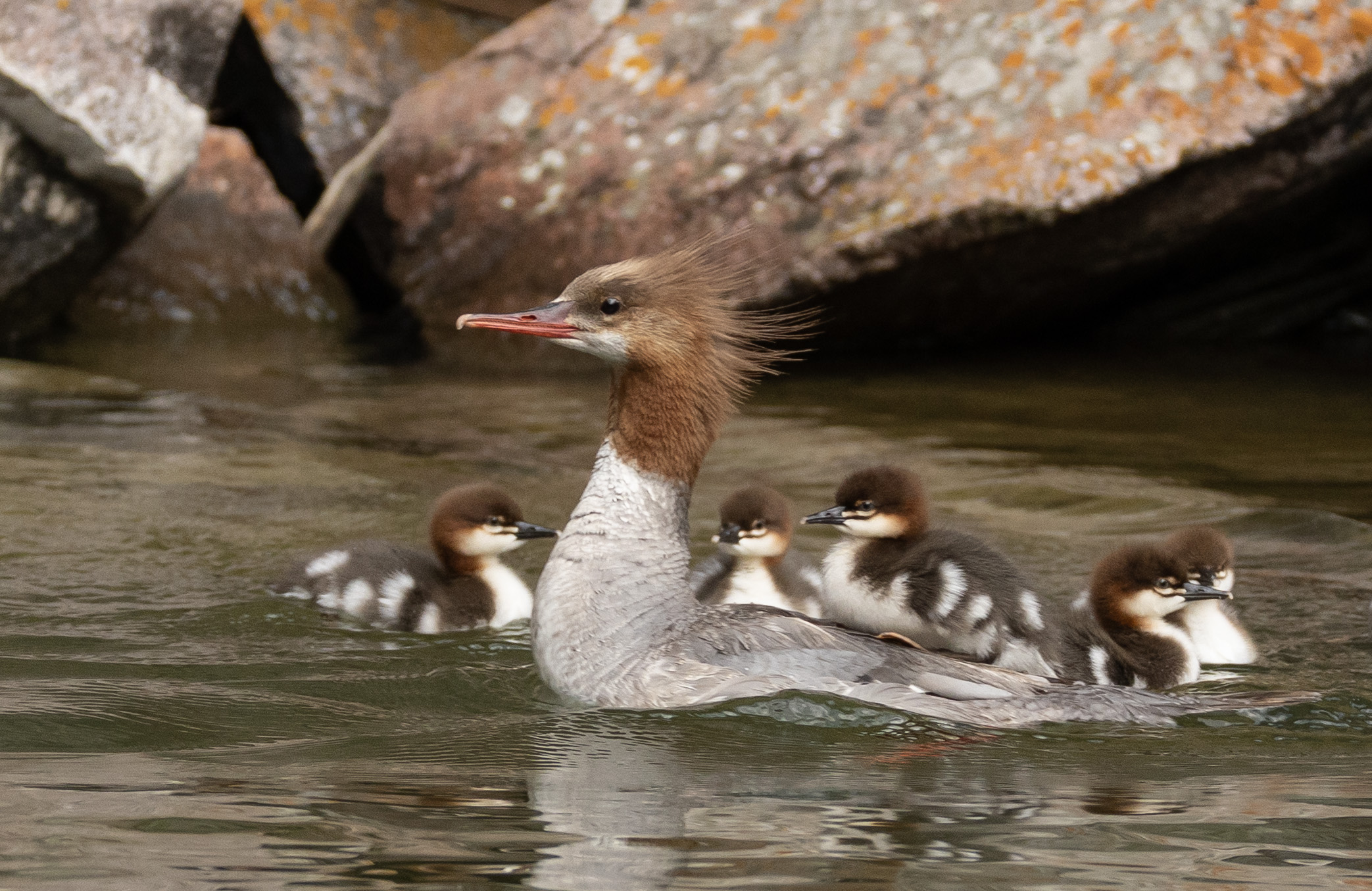 Mama Duck Swimming with Ducklings
