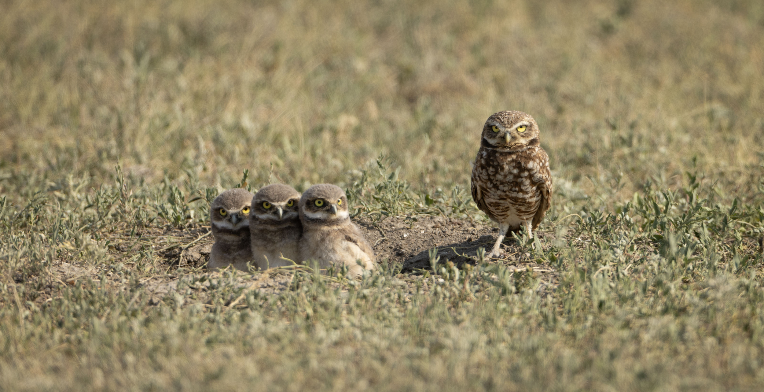 Burrowing Owls - A