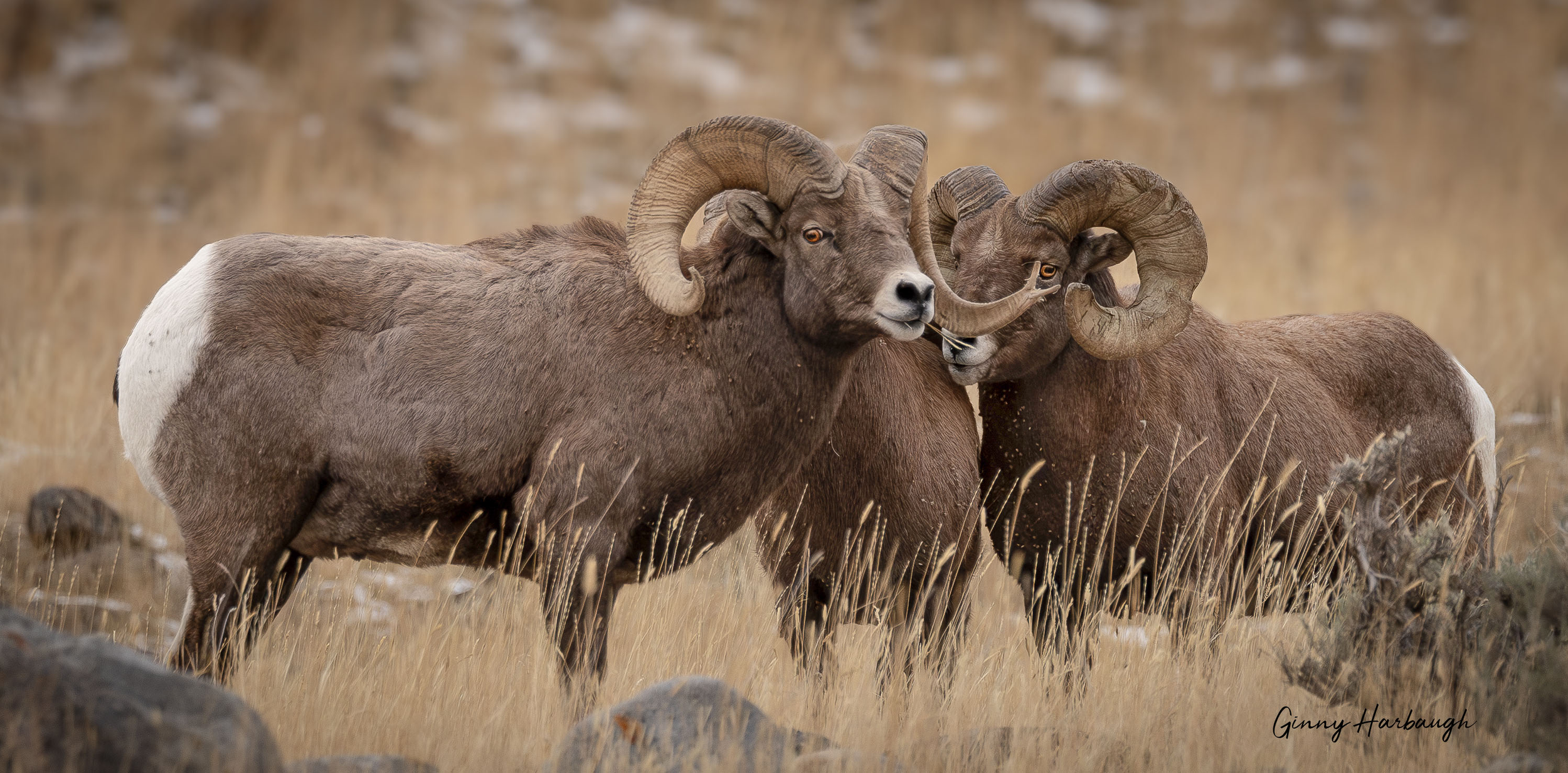 Group of big horn sheep