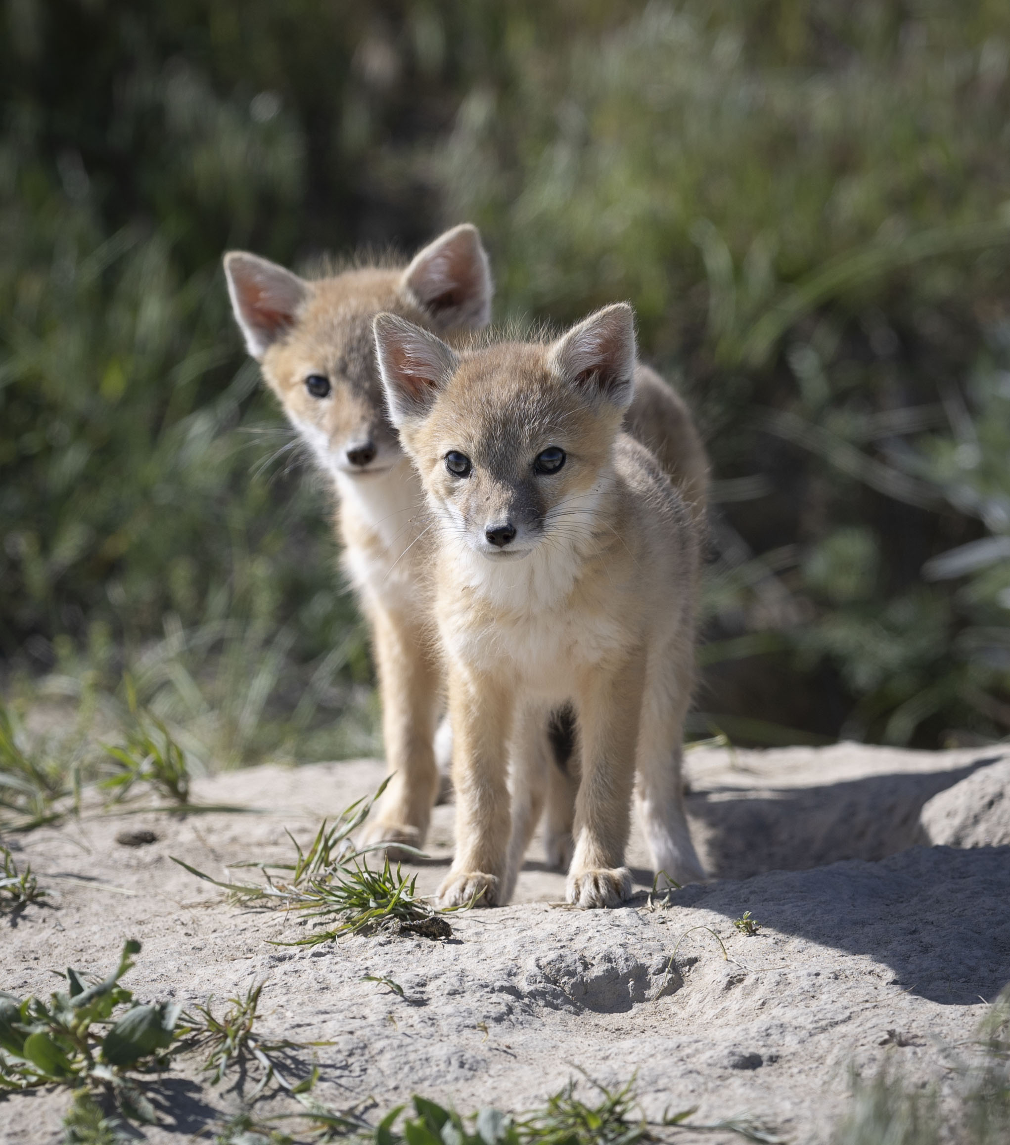 Two cute puppies following each other on a sandy trail with green grass plants, surrounded by blurred greenery.