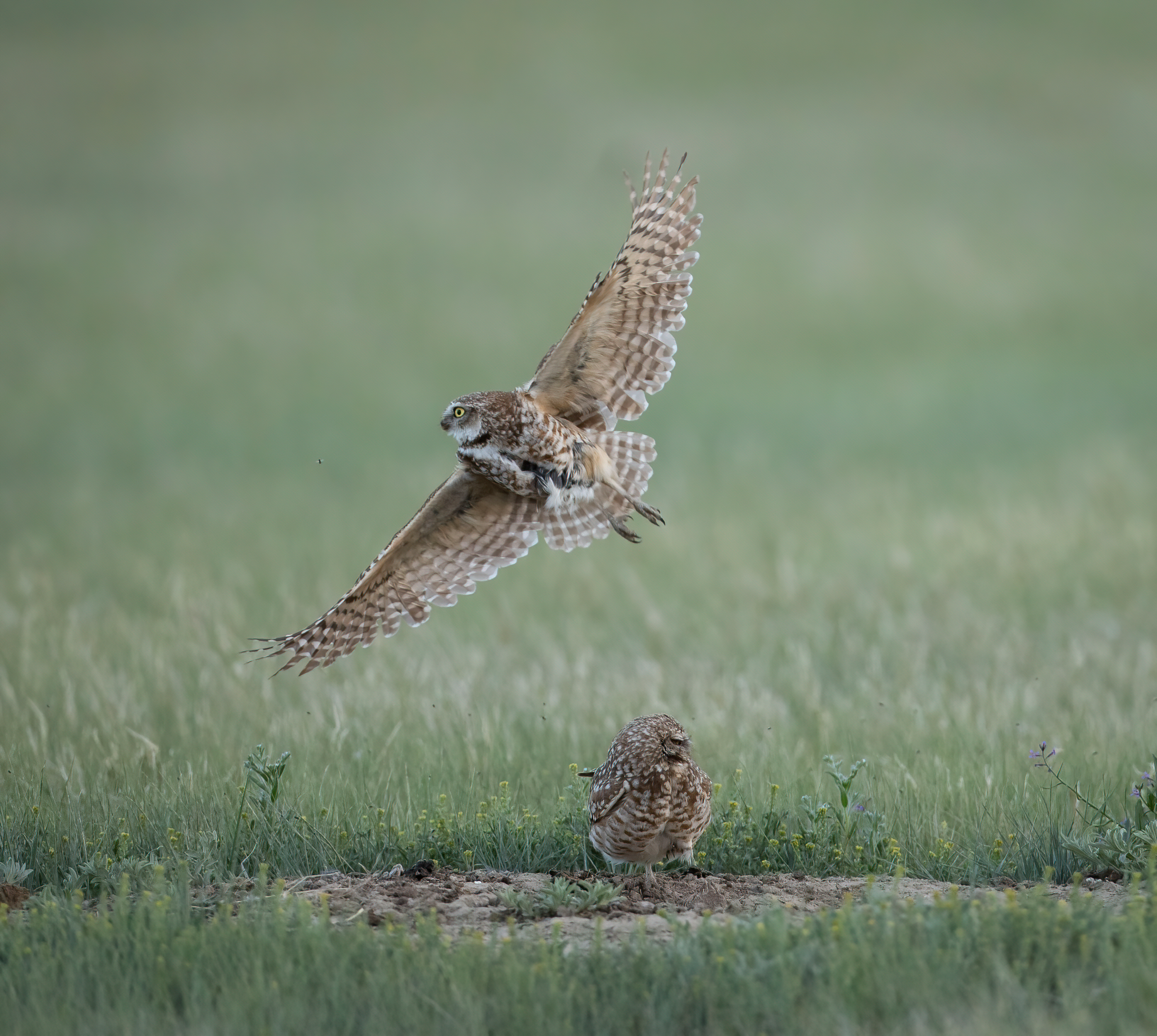 Burrowing Owl in Flight - A