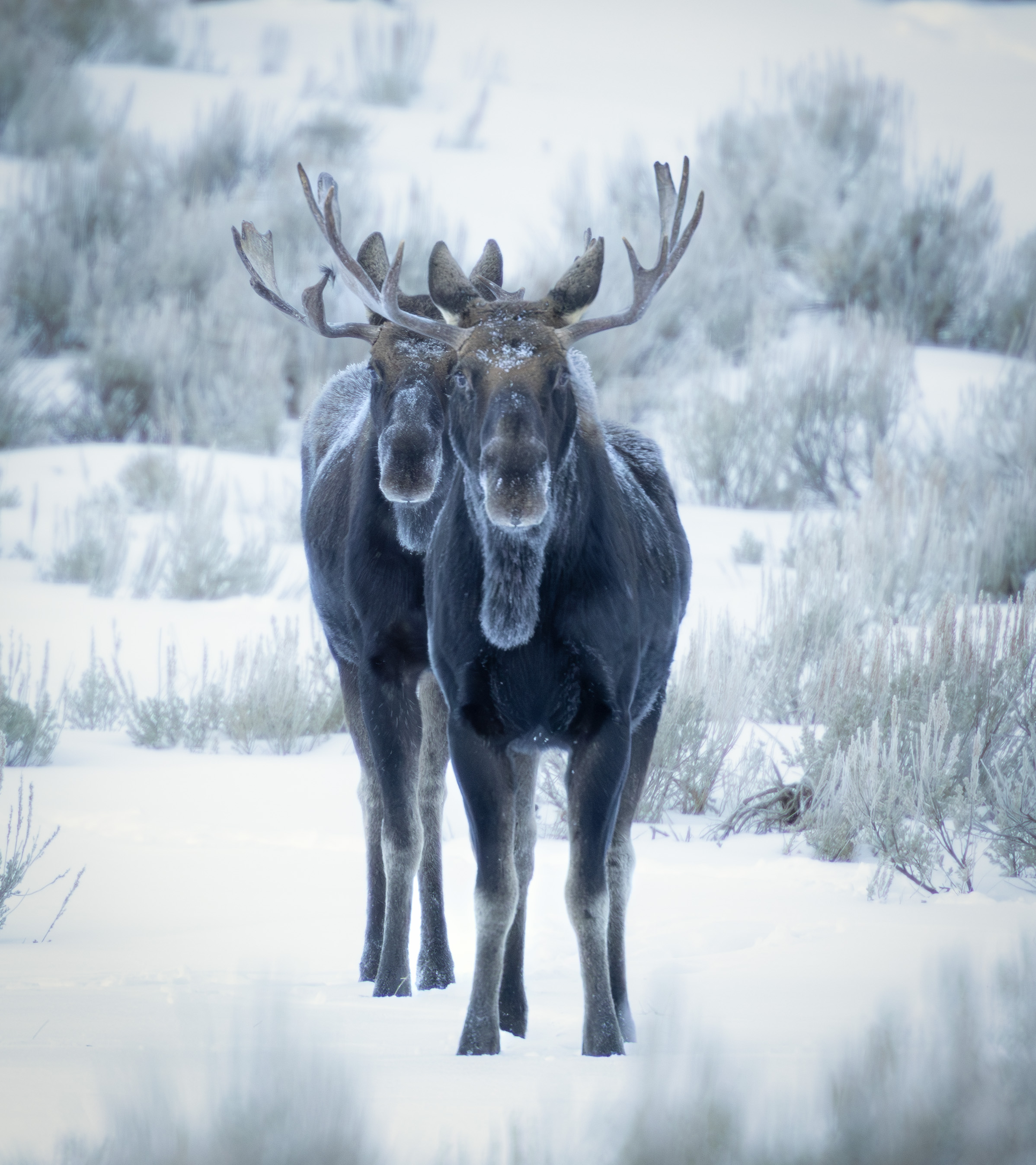 Two bull moose in snow