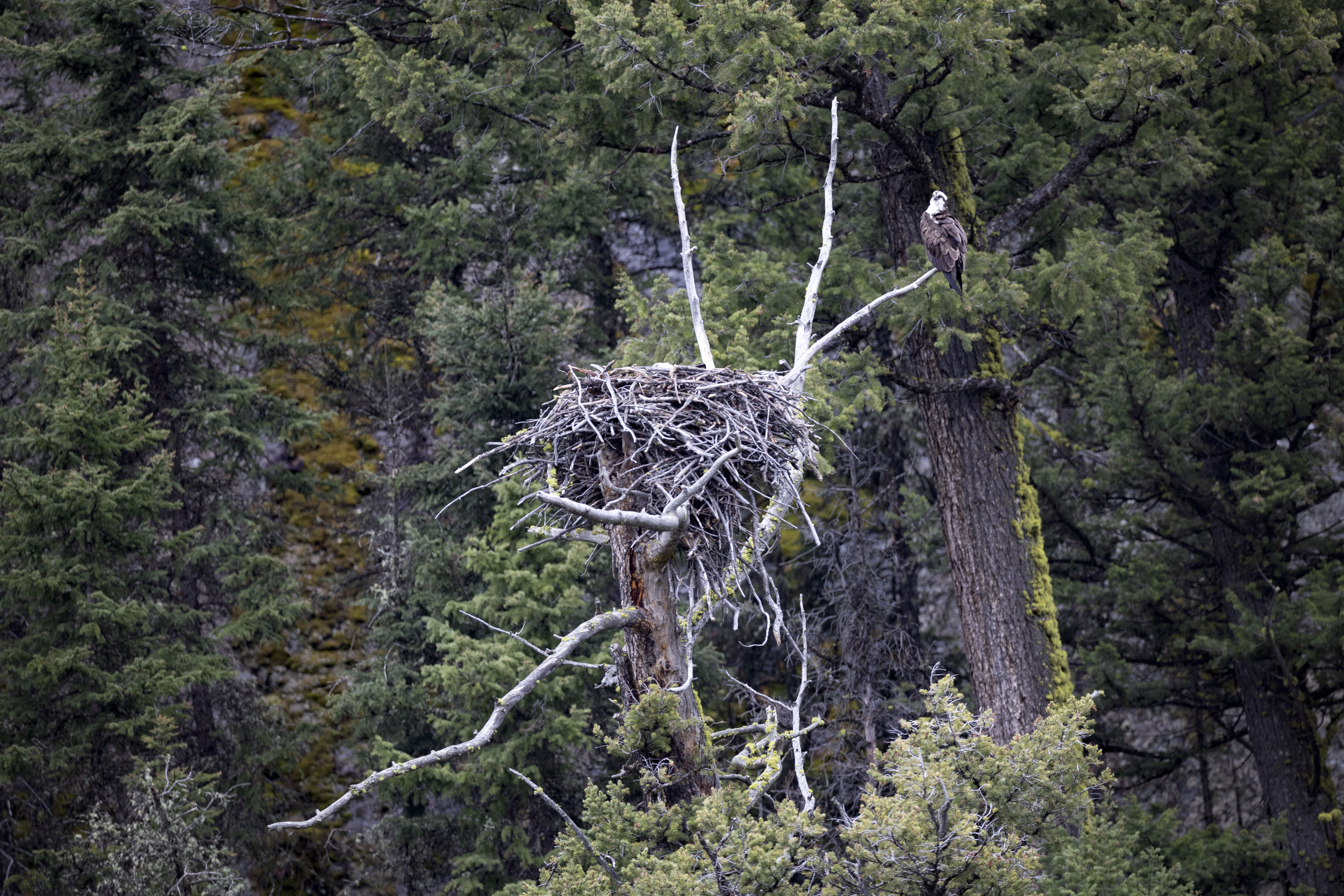 Bald Eagle near its Nest