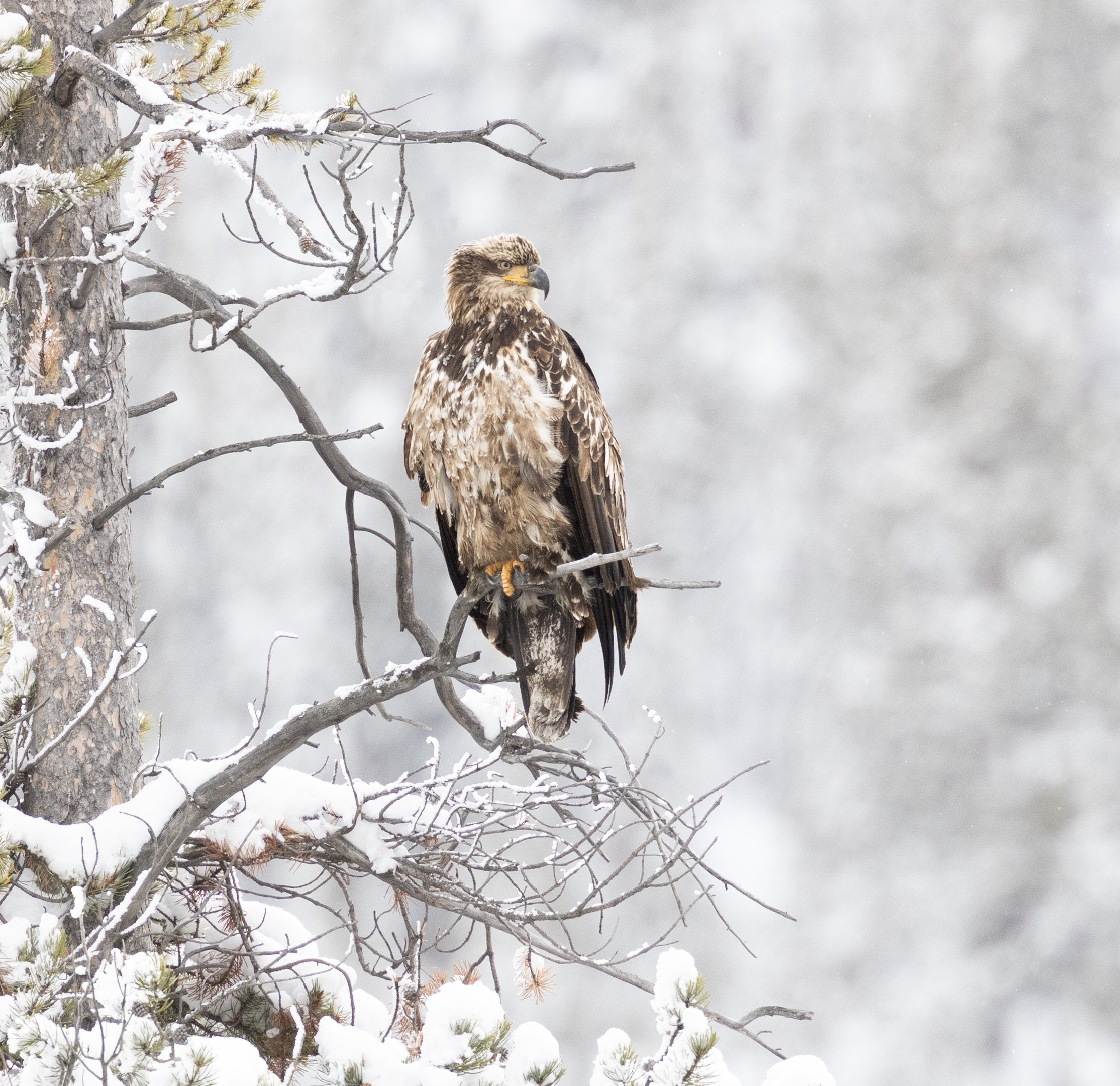 Golden Eagle in Winter