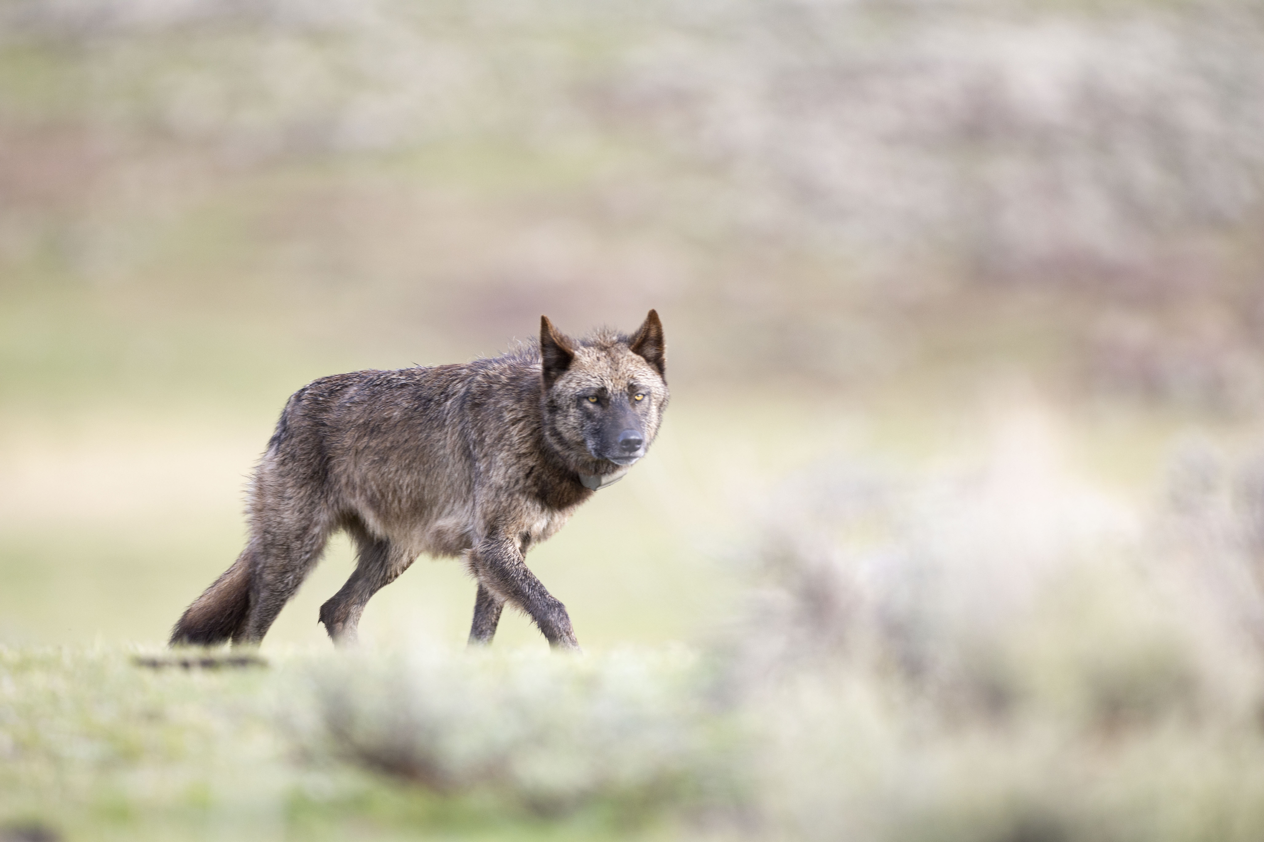 Wolf Walking in a Field