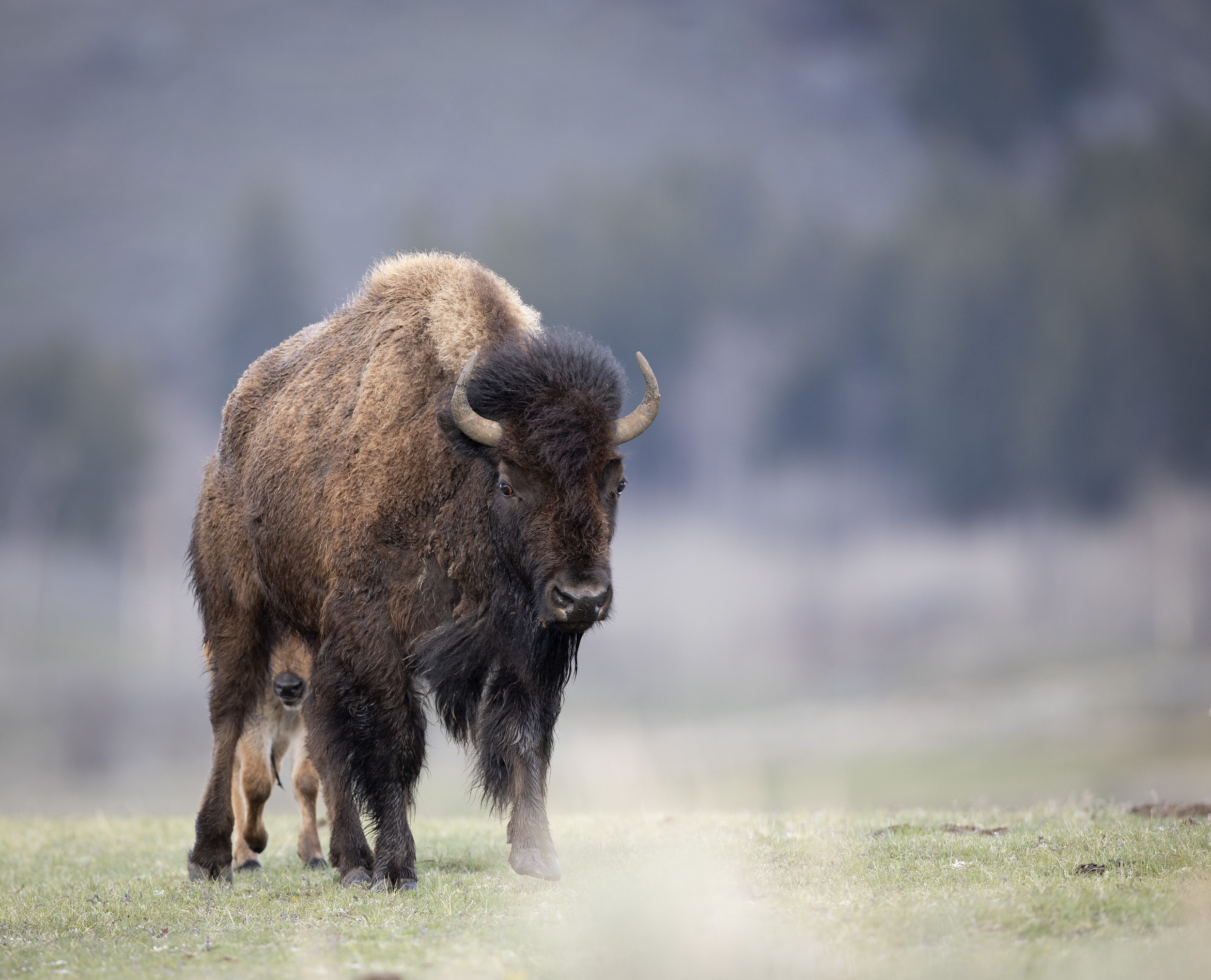 American Bison