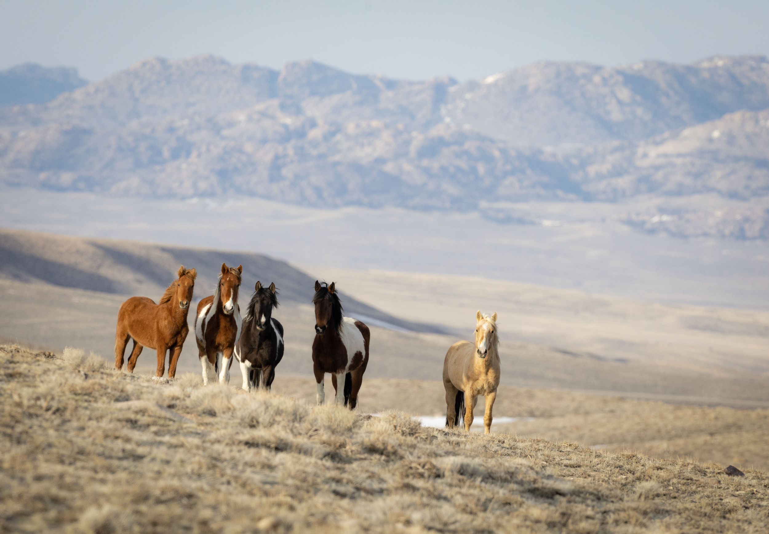 Wild Horses of Wyoming