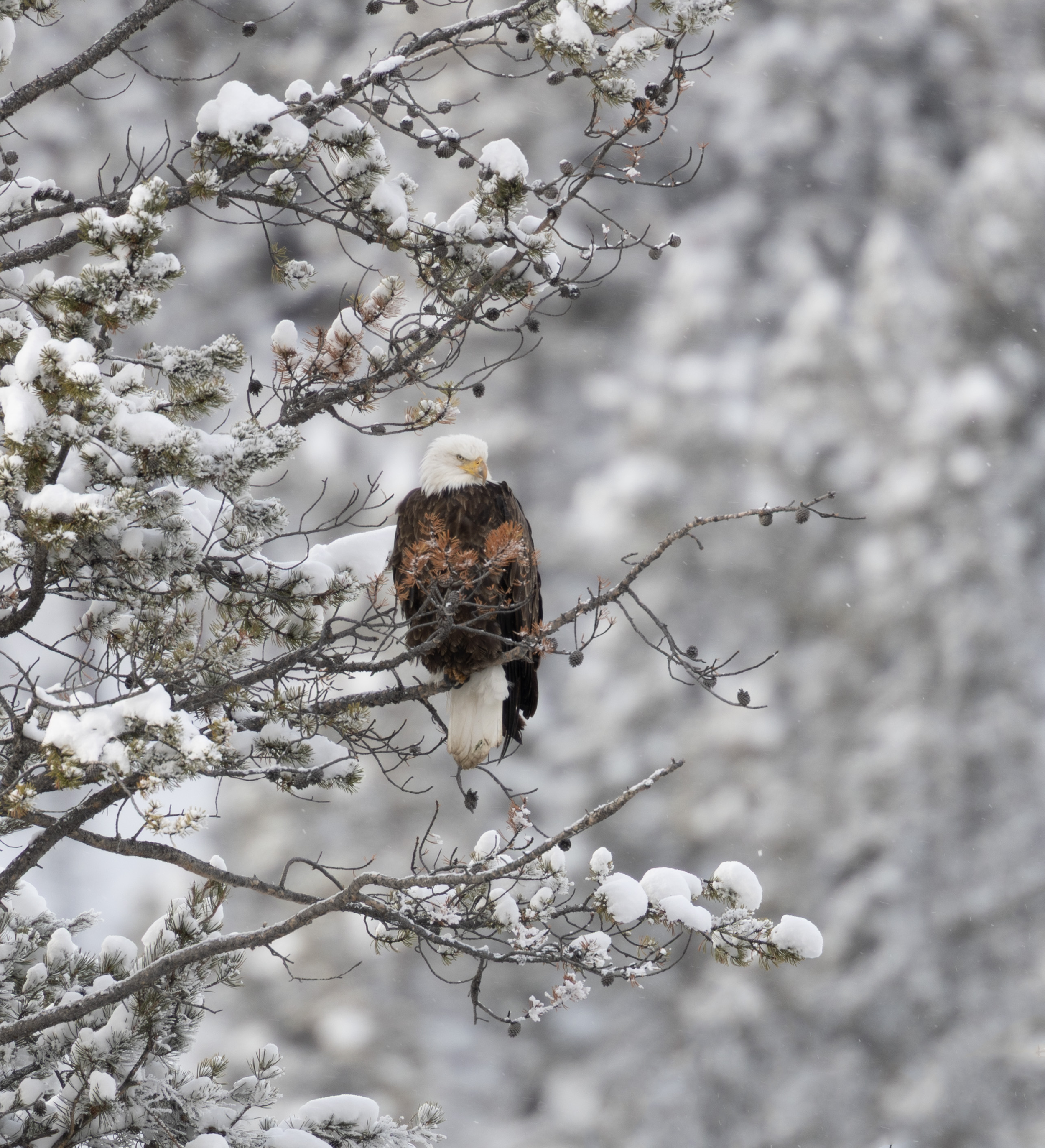 Bald Eagle in a snow covered tree.
