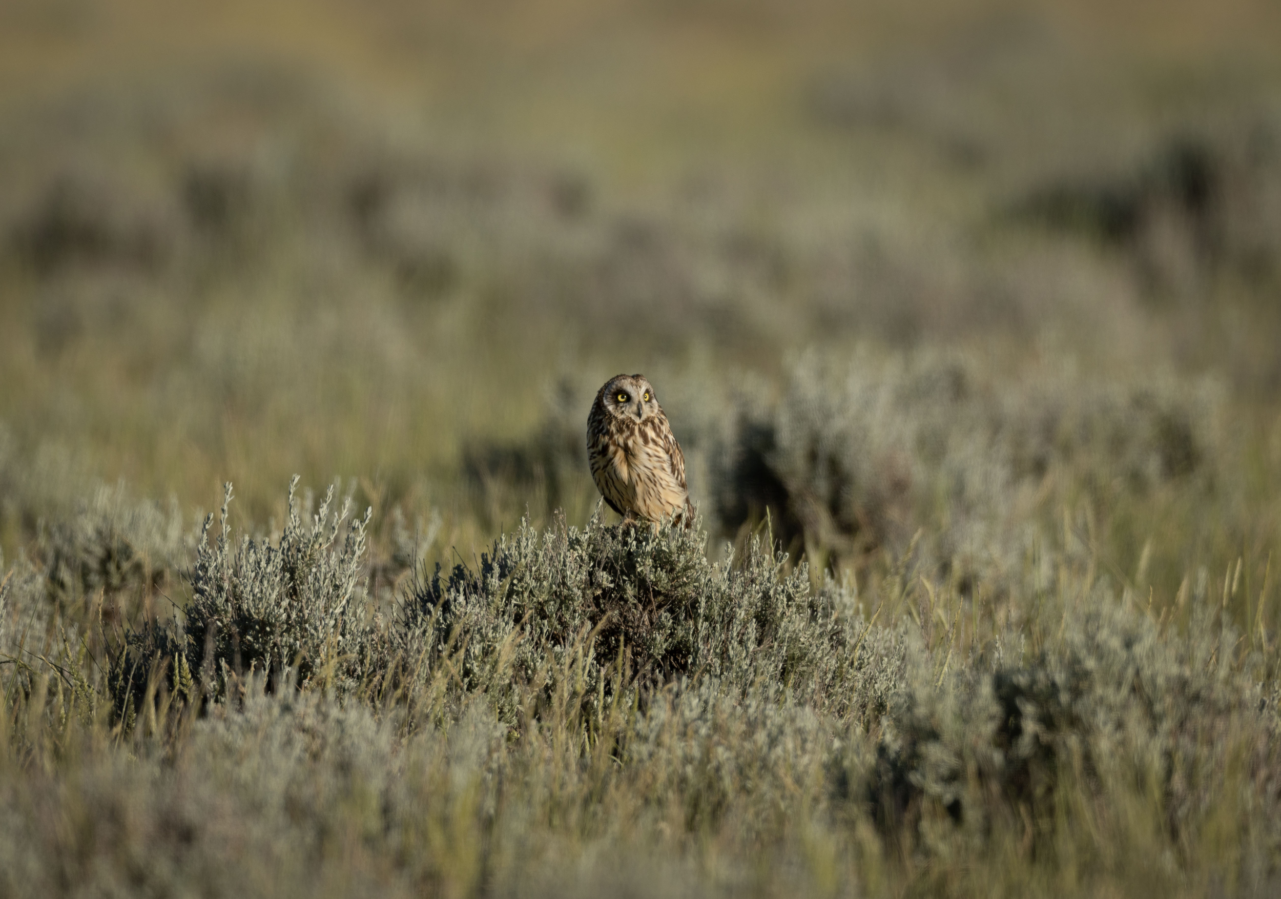Burrowing Owl in a Field