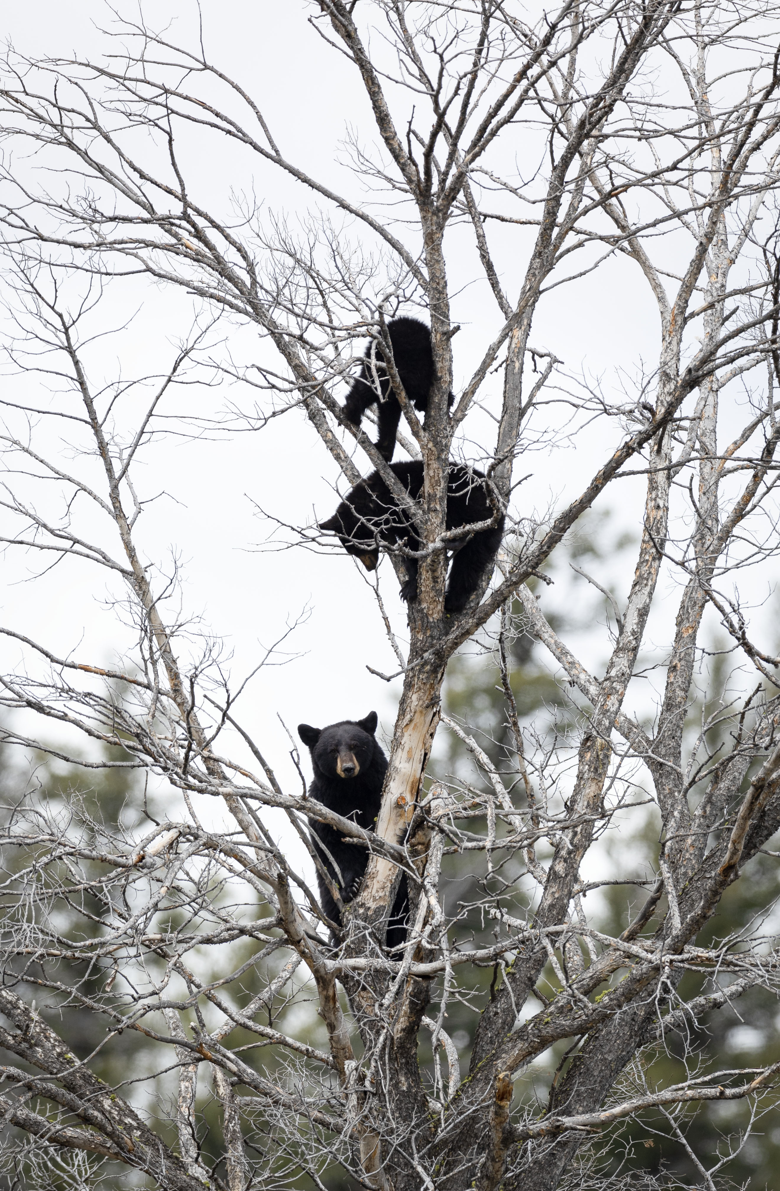 Black Bear Babies