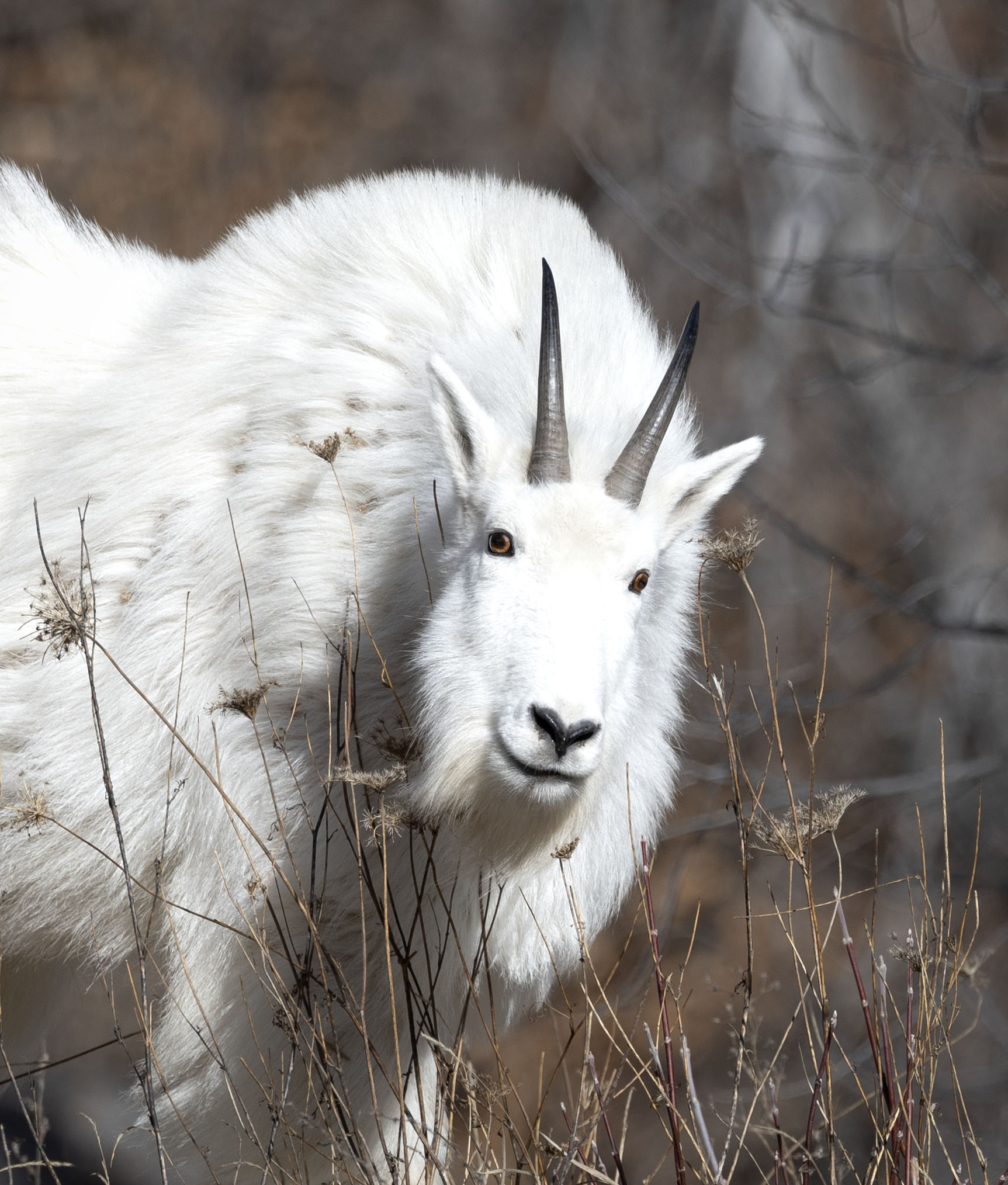 Curious Mountain Goat