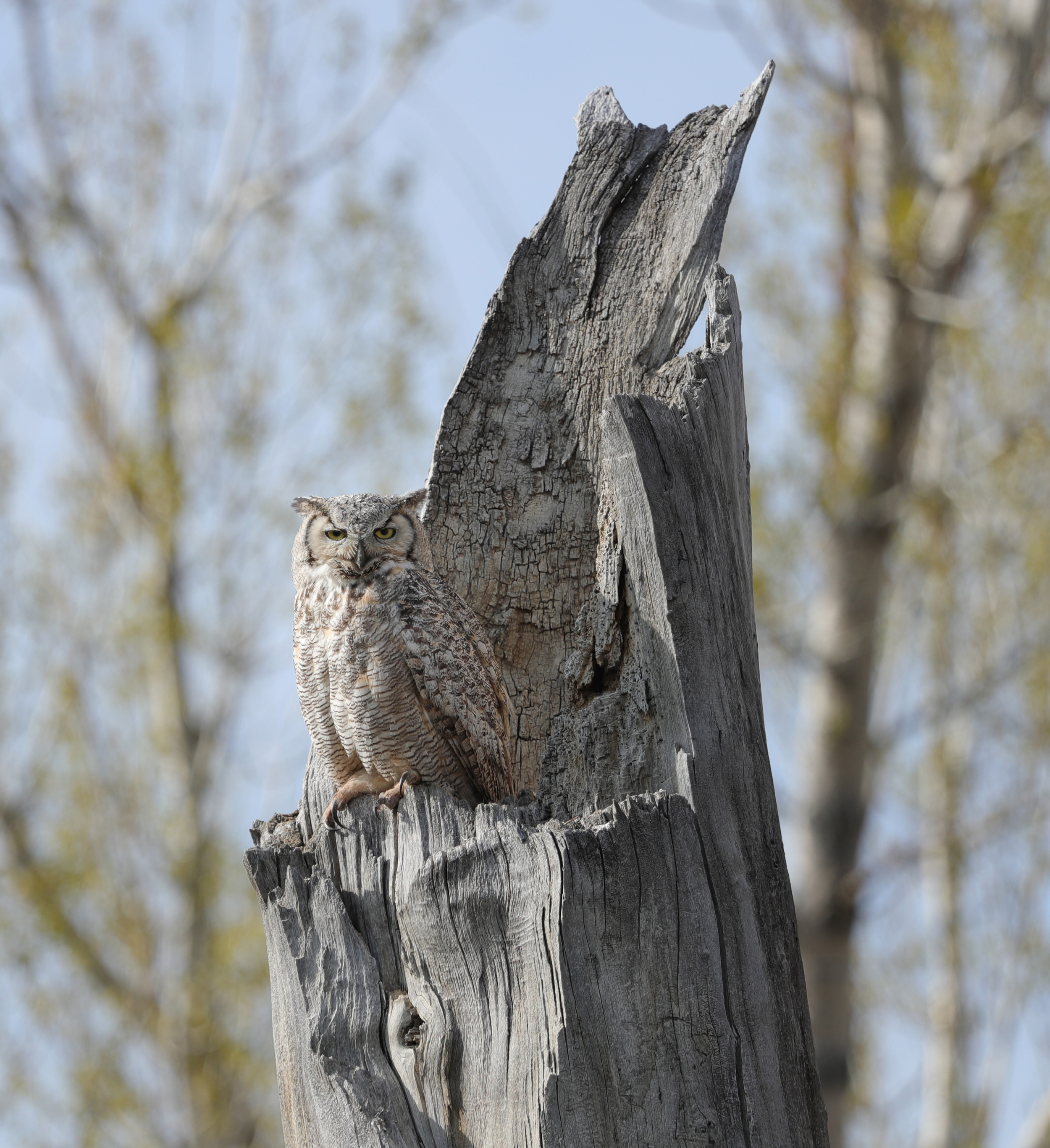 Owl on a Snag - B