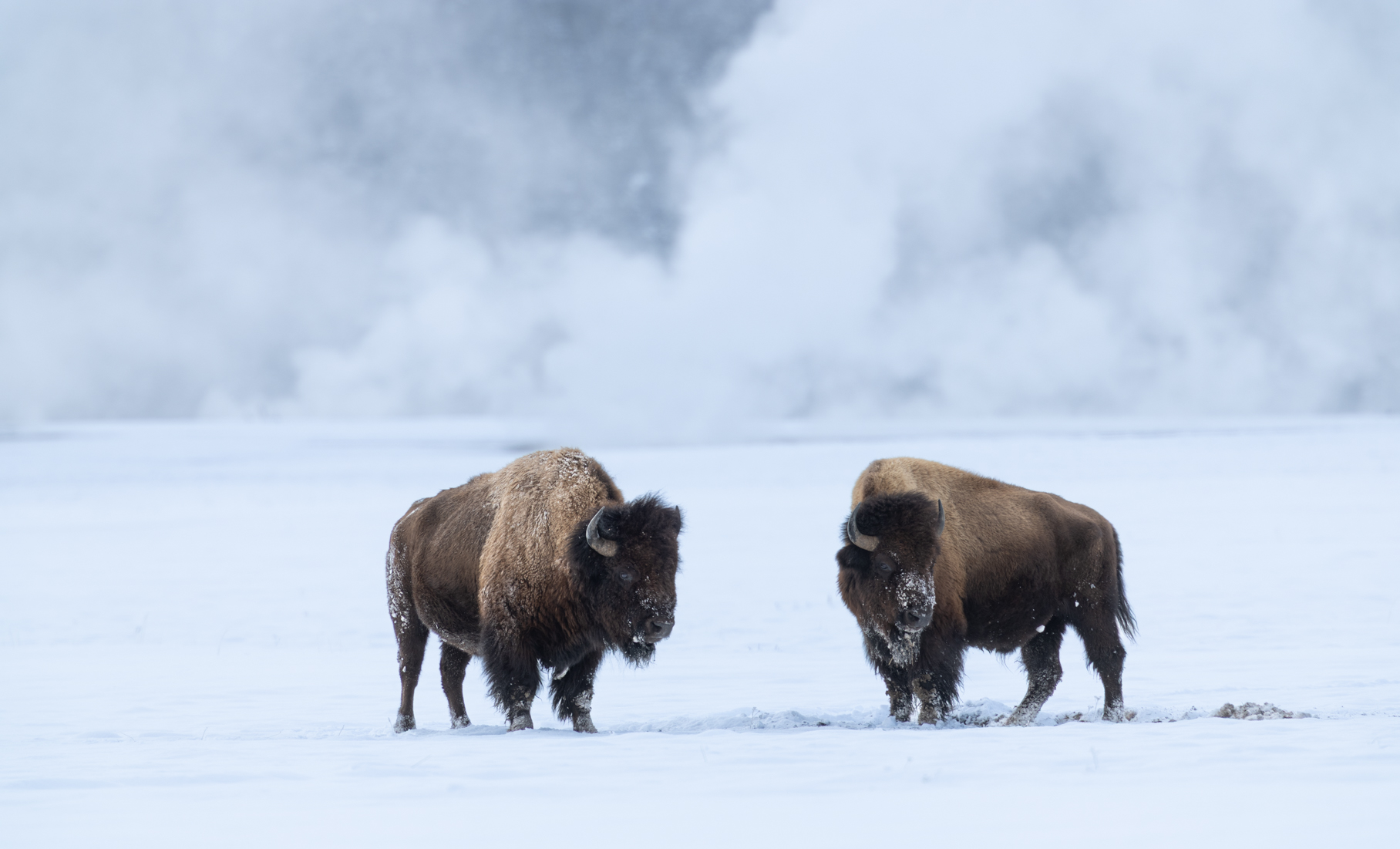 Two bison in snow