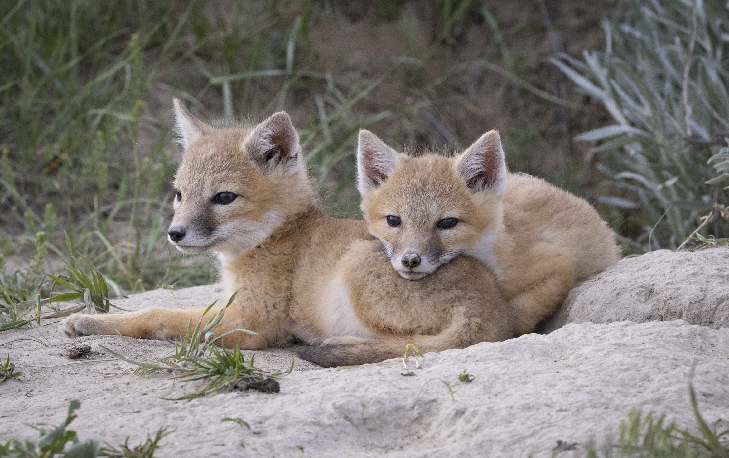 Snuggled Fox Kits - A