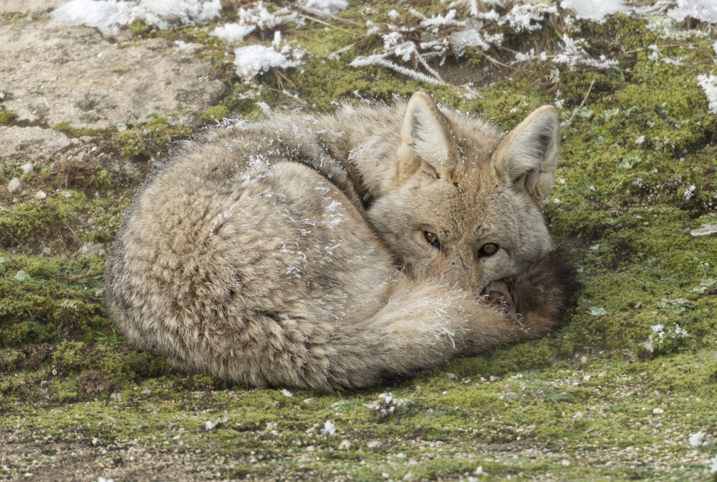 Curled up Coyote