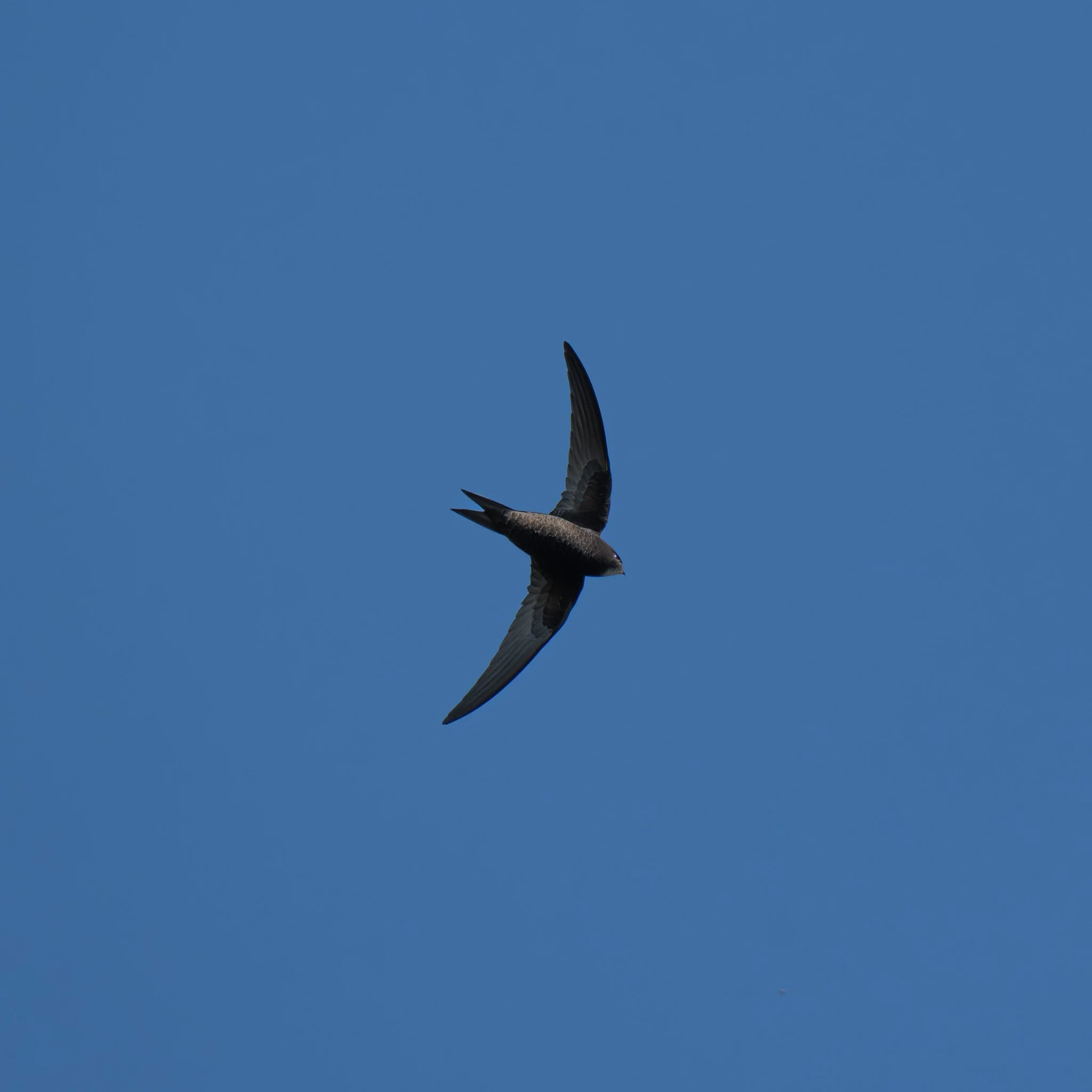 Beddington Farmlands and Mitcham Common, April 22nd 2026