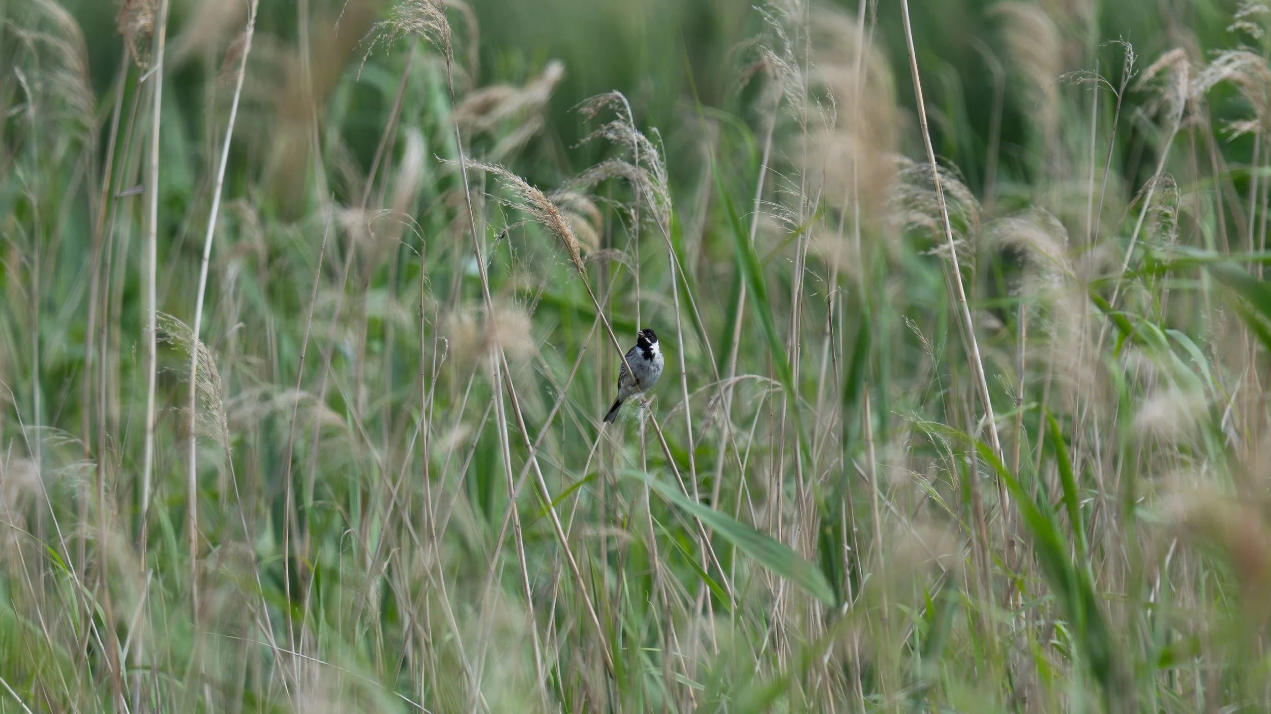 Lea Valley, 13th June 2026