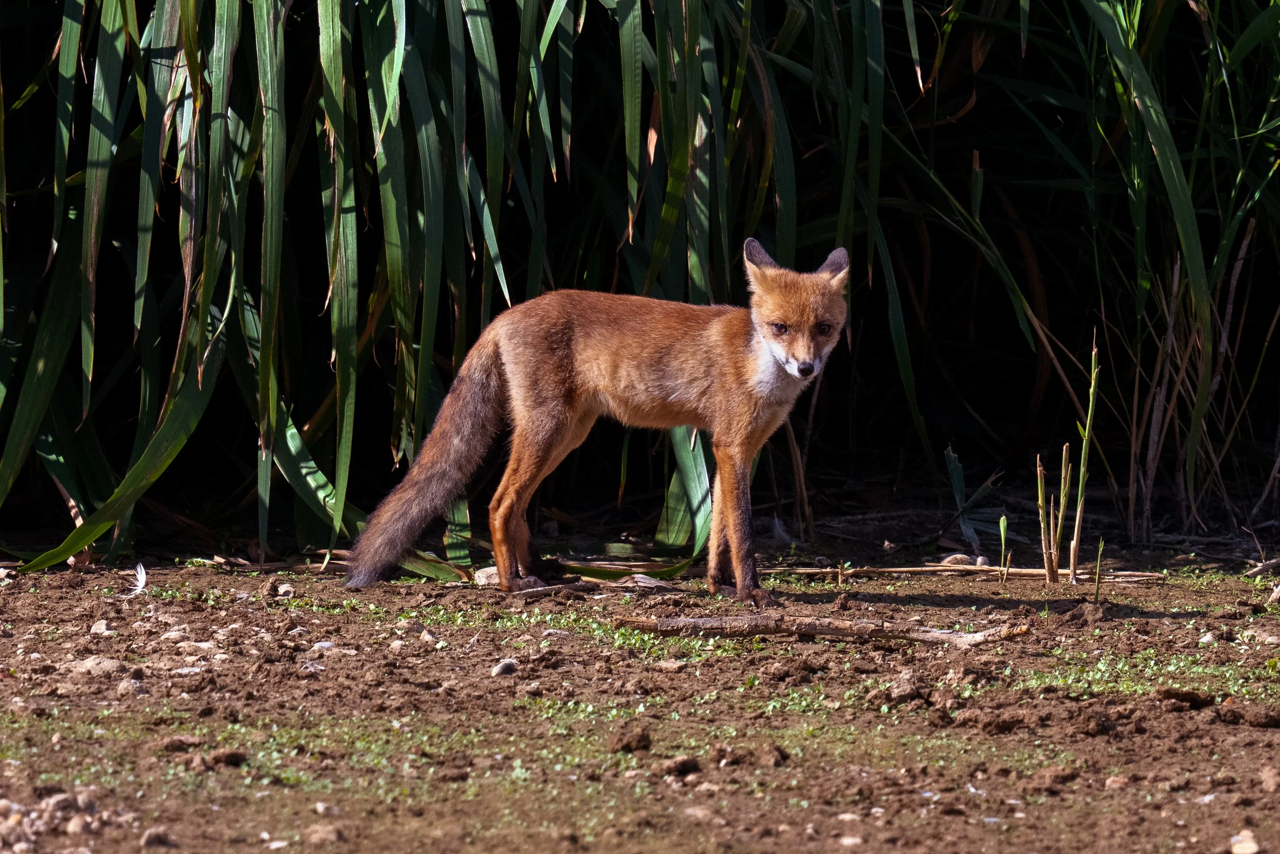 South Norwood Country Park, 28th August 2026