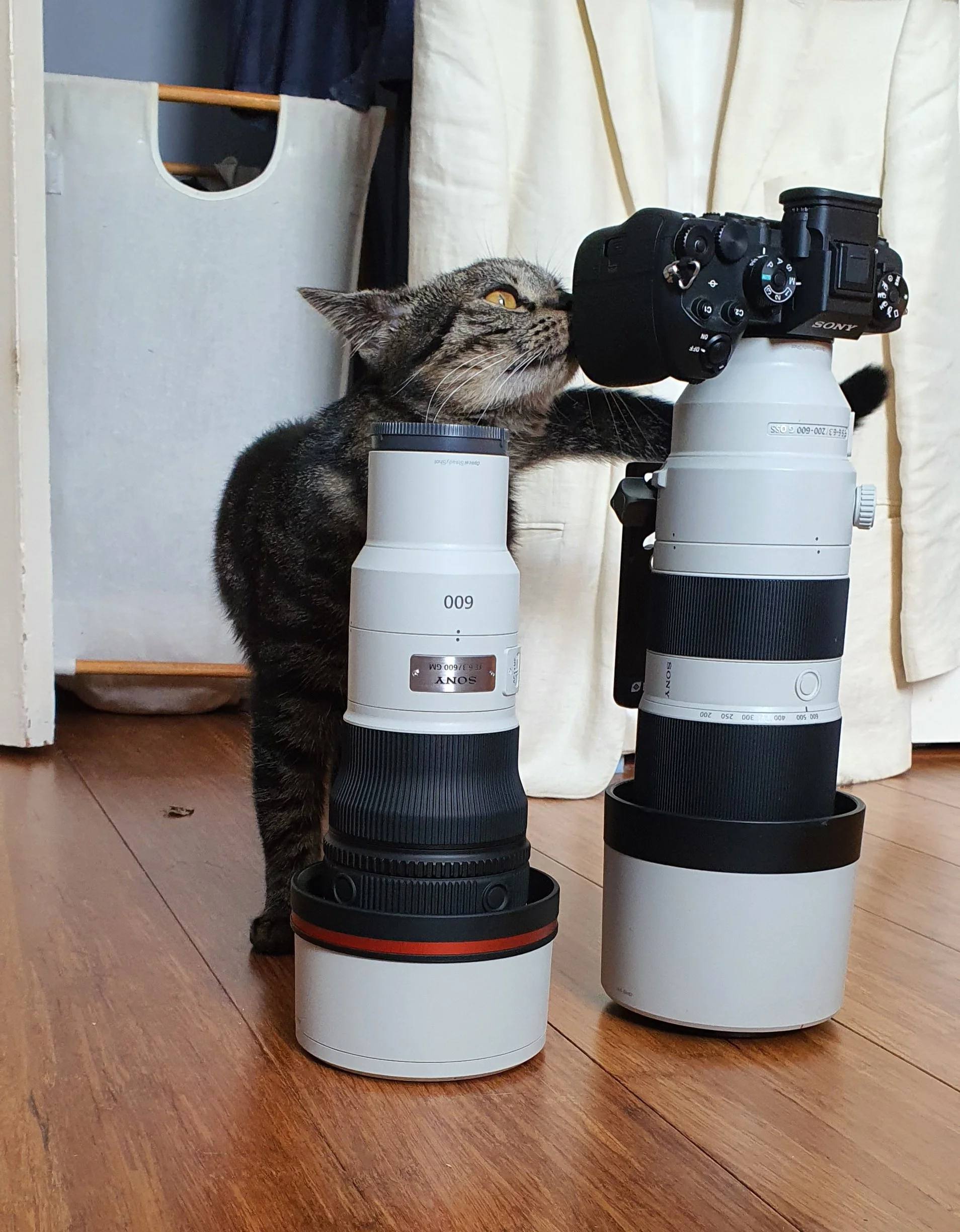 Sony 200-600 G vs 600 f6.3 GM
