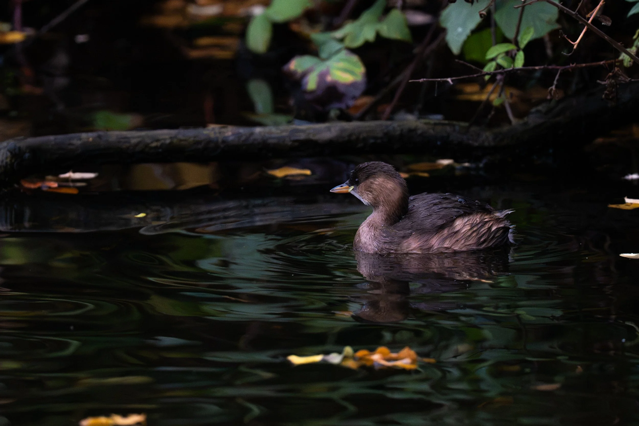Low-light Photo Edit - Little Grebe in Brockwell Park