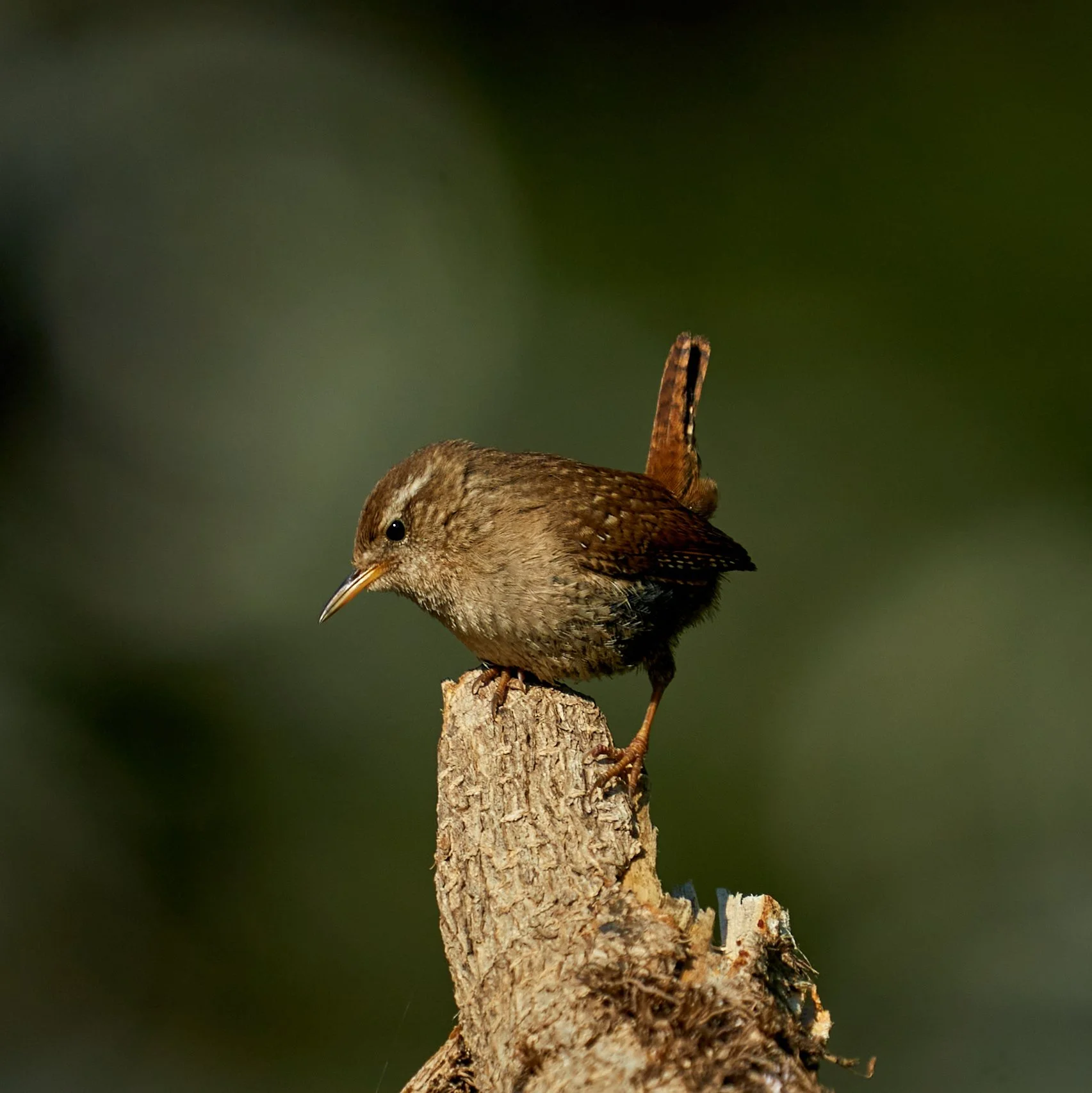 A9_01_00731-crop.jpg