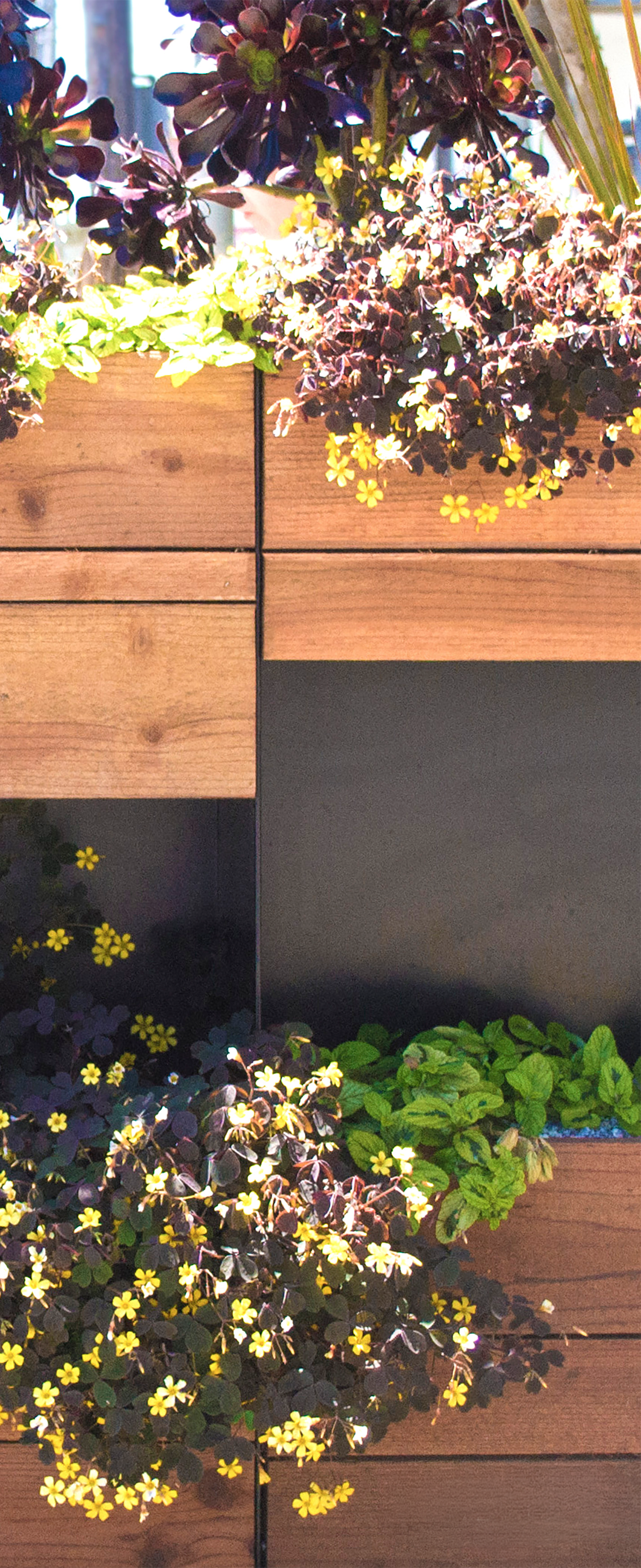 Close-up of potted plants with yellow and purple flowers in the parkelt planters.